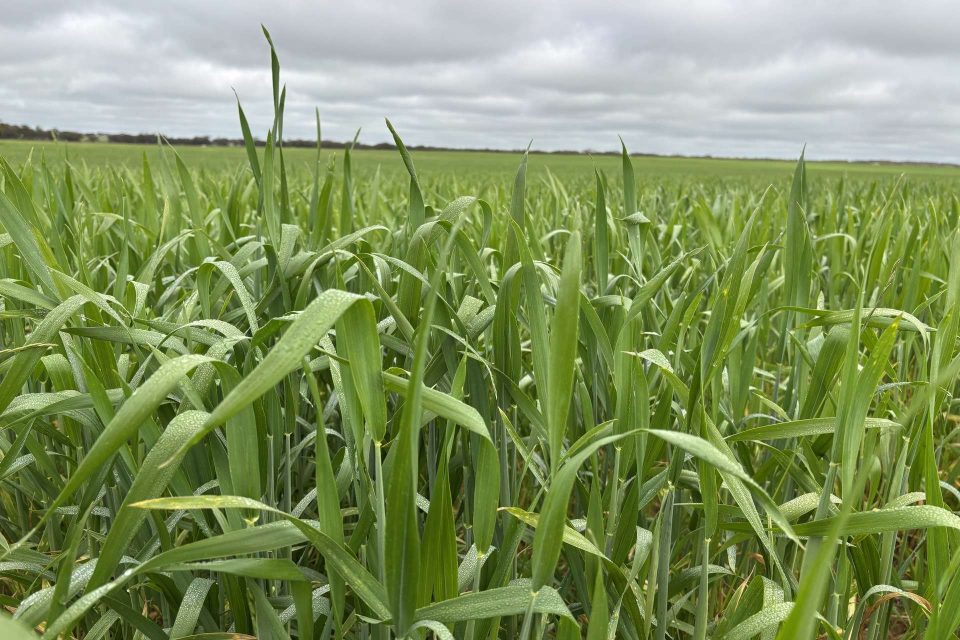 37981 Eyre Highway, Wirrulla For Sale by Farmbuy.com - image 28
