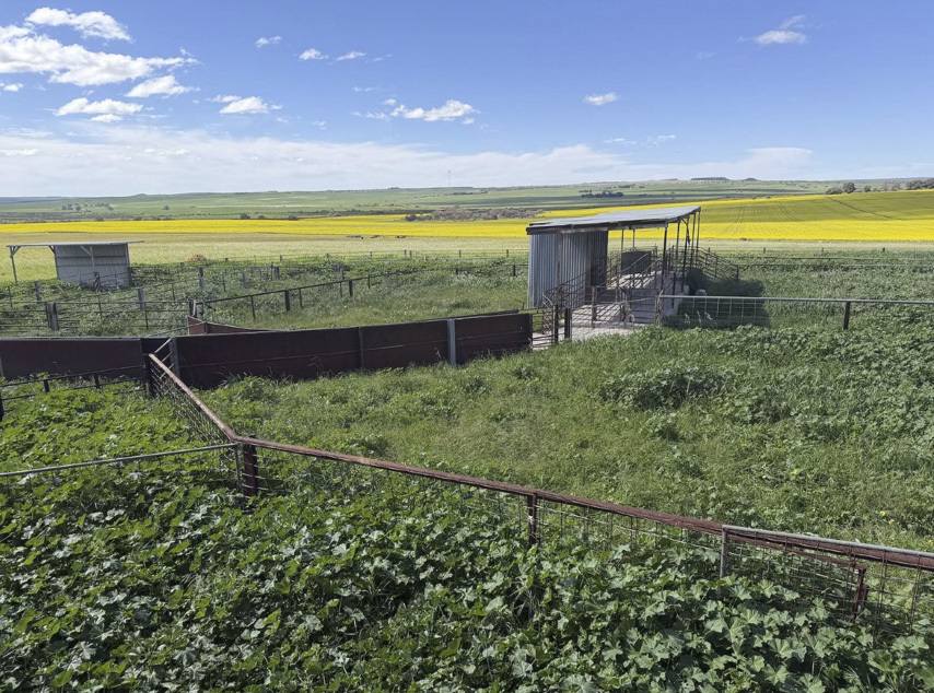 558 Skipper Road, Arrowsmith East For Sale by Farmbuy.com - image 12