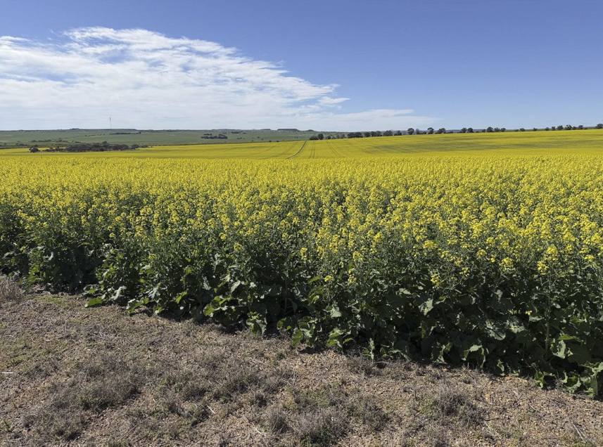 558 Skipper Road, Arrowsmith East For Sale by Farmbuy.com - image 17
