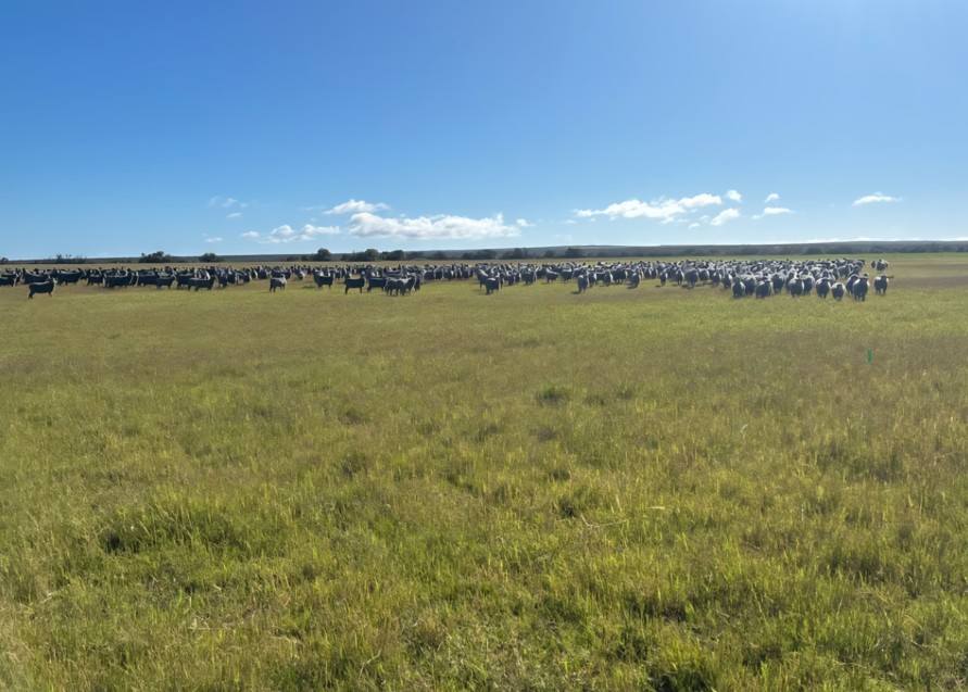 558 Skipper Road, Arrowsmith East For Sale by Farmbuy.com - image 28