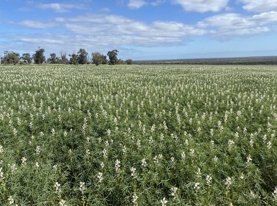 558 Skipper Road, Arrowsmith East For Sale by Farmbuy.com - image 2