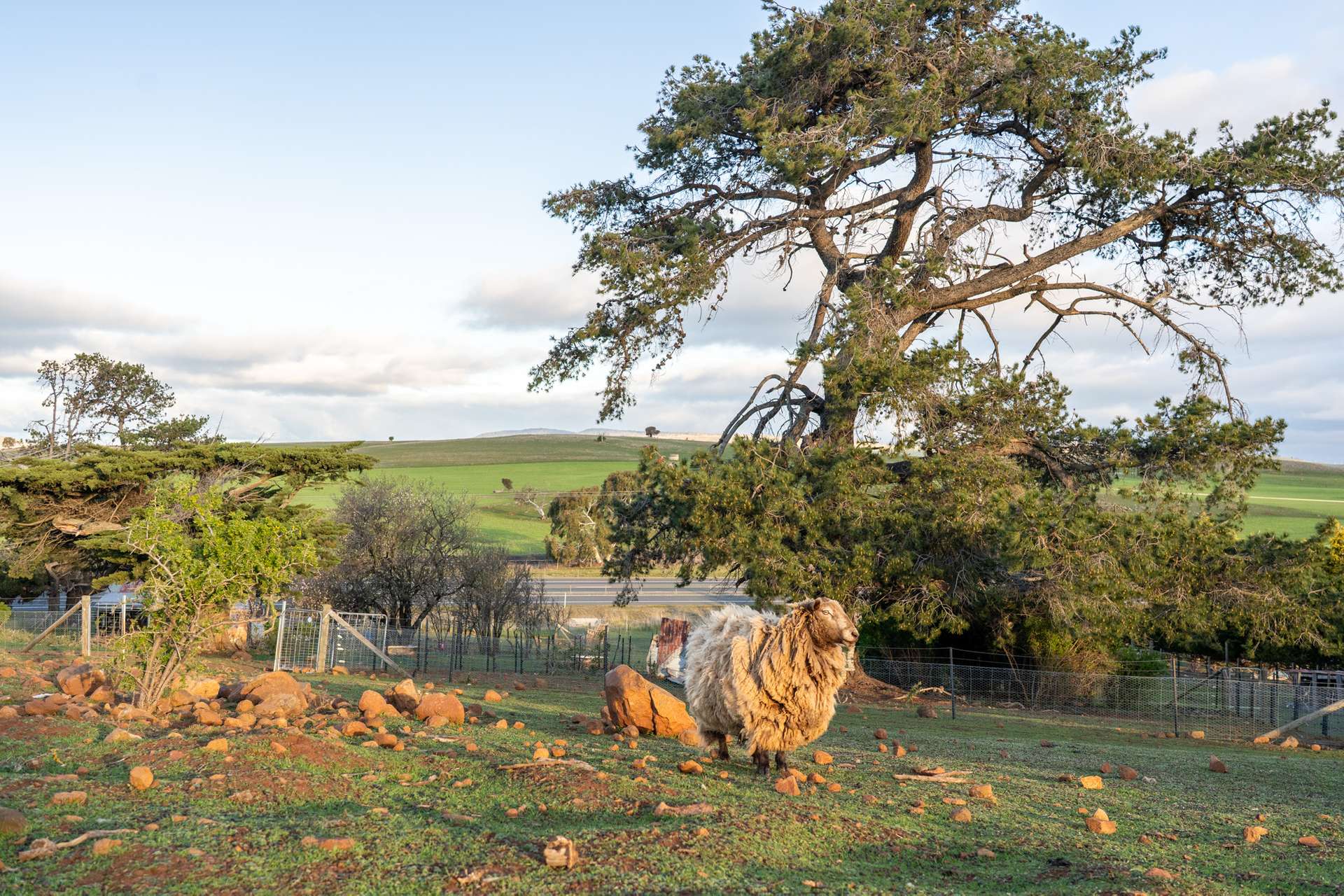 8385 Midland Highway, Tunbridge For Sale by Farmbuy.com - image 15