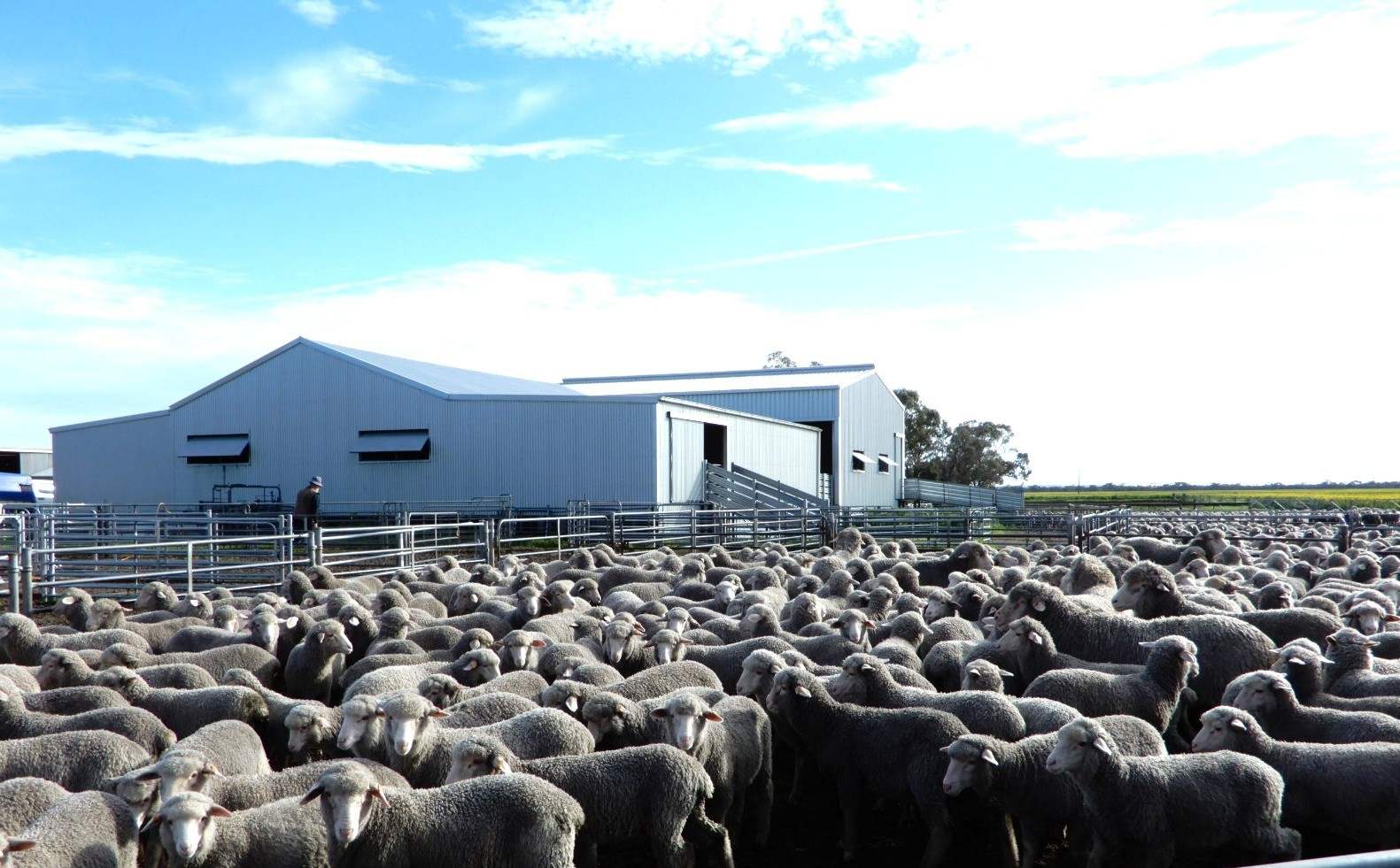 178 Homestead Road, Tintinara For Sale by Farmbuy.com - image 9