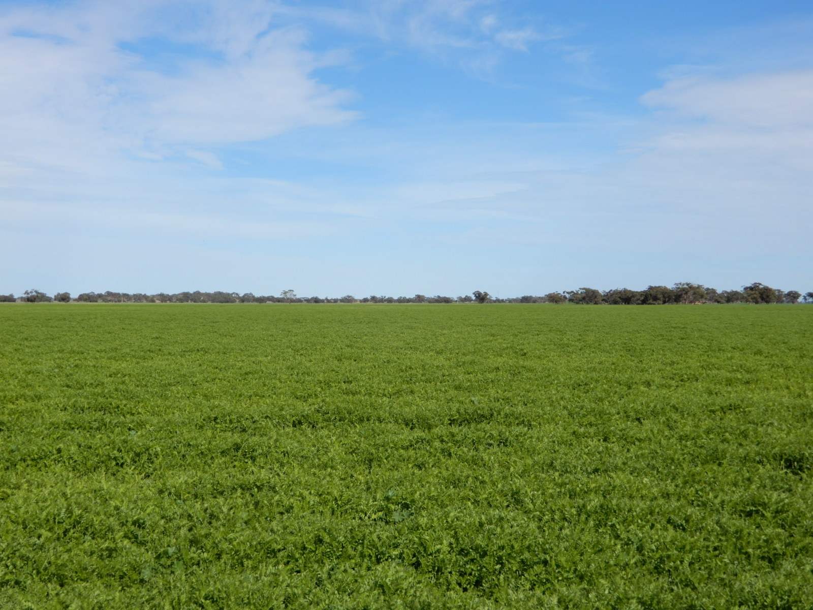 178 Homestead Road, Tintinara For Sale by Farmbuy.com - image 28