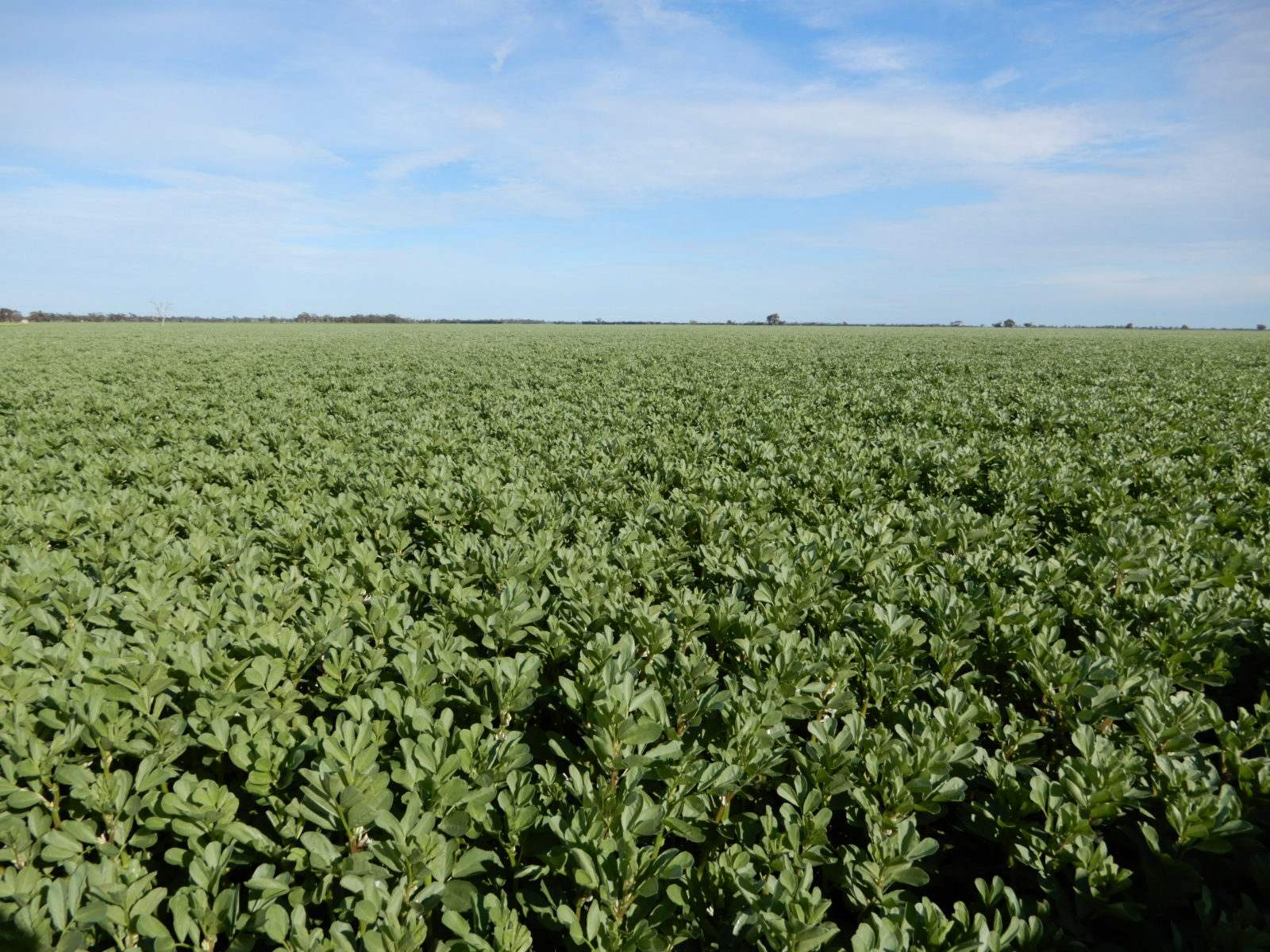 178 Homestead Road, Tintinara For Sale by Farmbuy.com - image 1