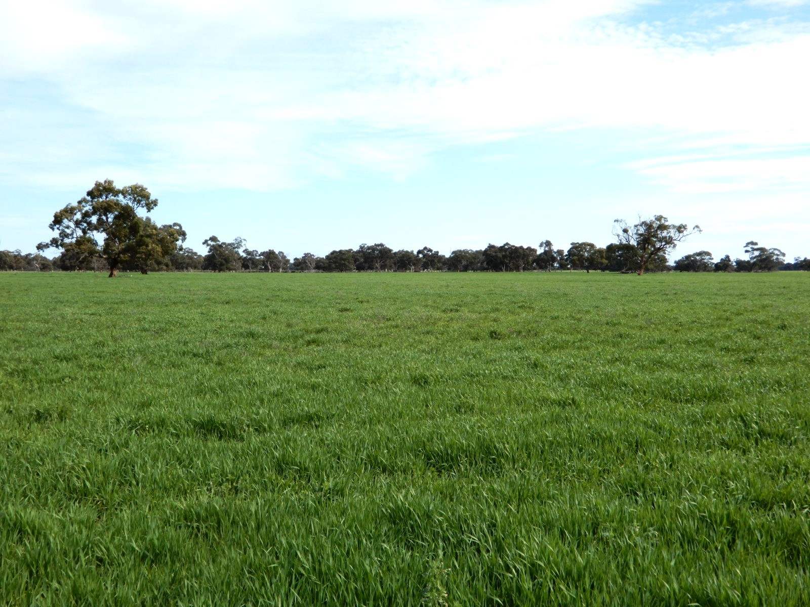 178 Homestead Road, Tintinara For Sale by Farmbuy.com - image 21