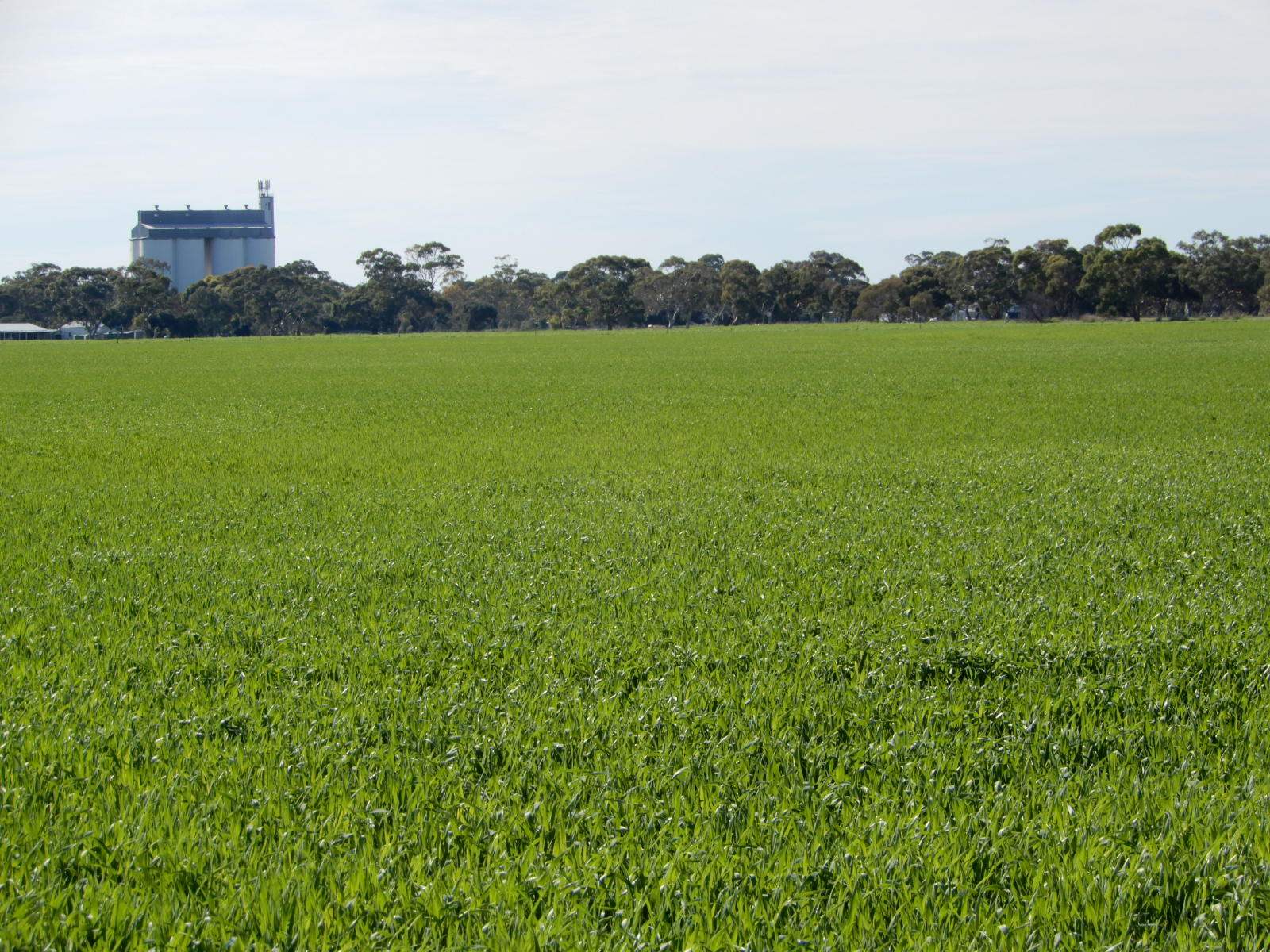178 Homestead Road, Tintinara For Sale by Farmbuy.com - image 27