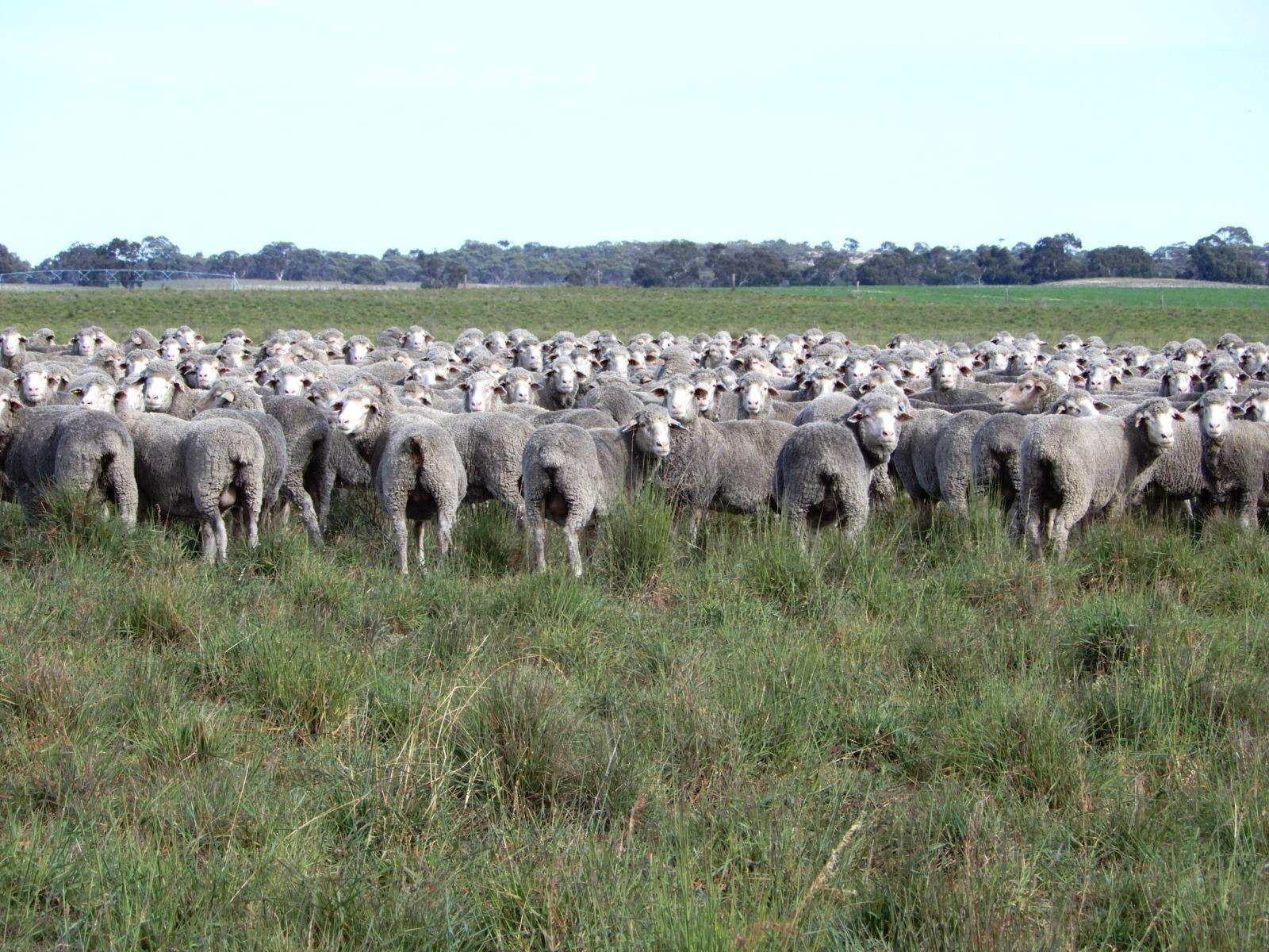178 Homestead Road, Tintinara For Sale by Farmbuy.com - image 25