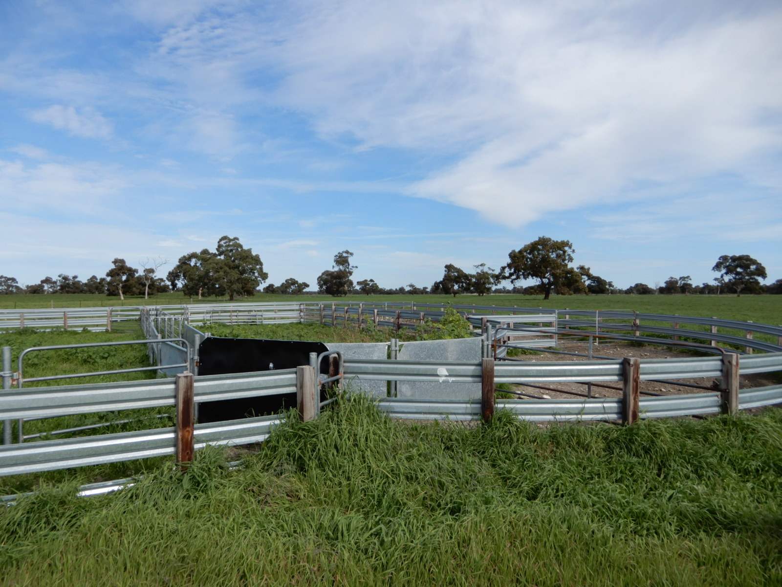 178 Homestead Road, Tintinara For Sale by Farmbuy.com - image 20