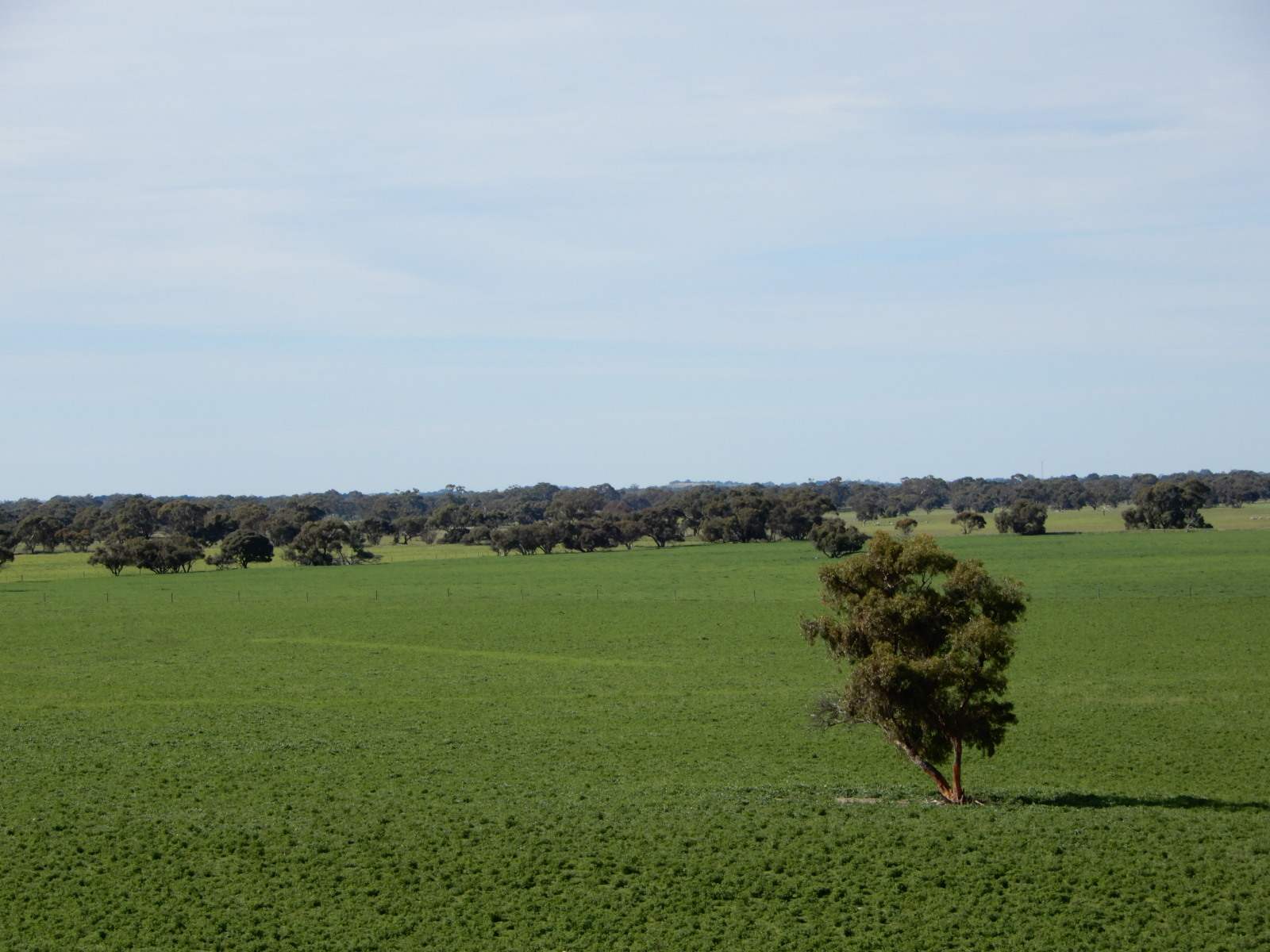 178 Homestead Road, Tintinara For Sale by Farmbuy.com - image 31