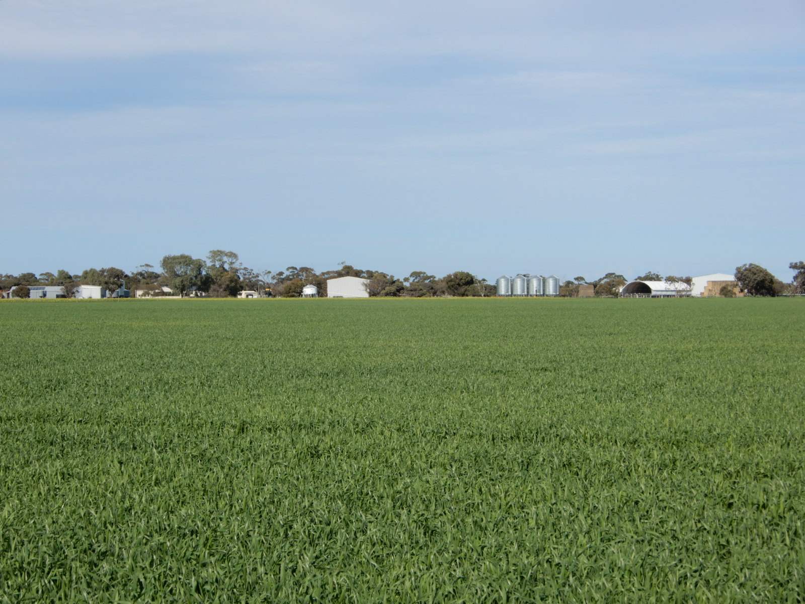 178 Homestead Road, Tintinara For Sale by Farmbuy.com - image 2