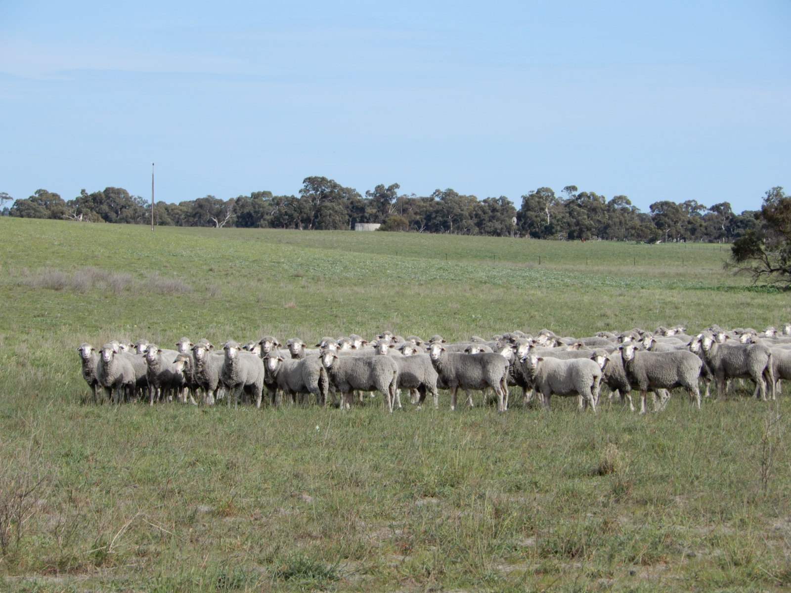 178 Homestead Road, Tintinara For Sale by Farmbuy.com - image 24