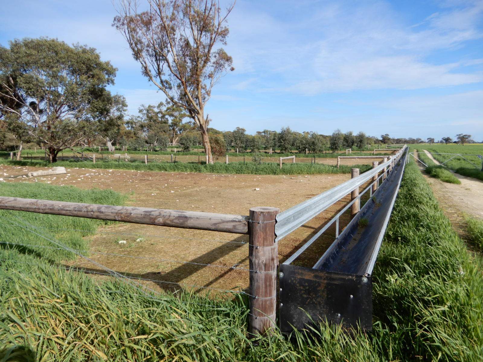 178 Homestead Road, Tintinara For Sale by Farmbuy.com - image 13