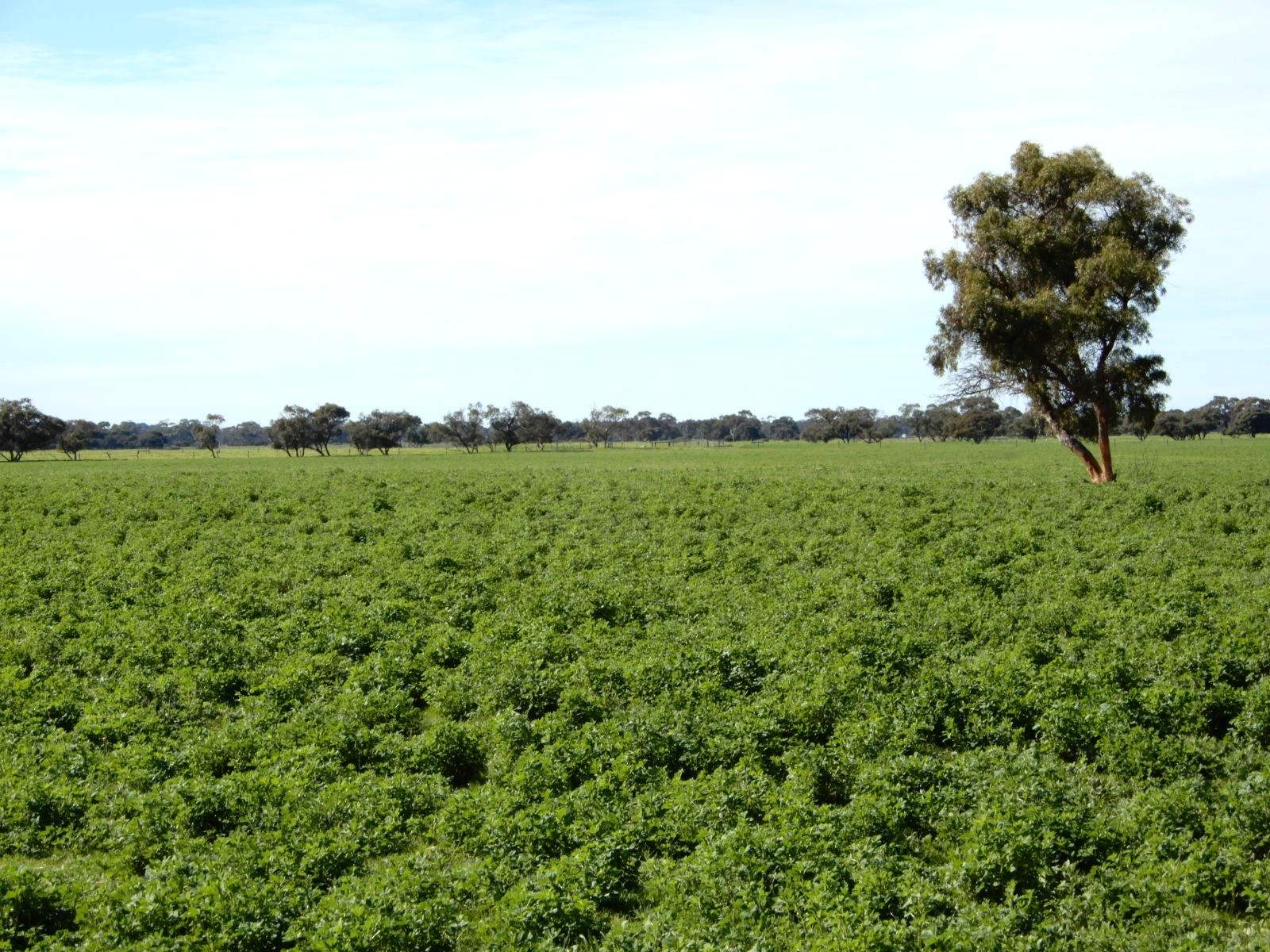 178 Homestead Road, Tintinara For Sale by Farmbuy.com - image 29