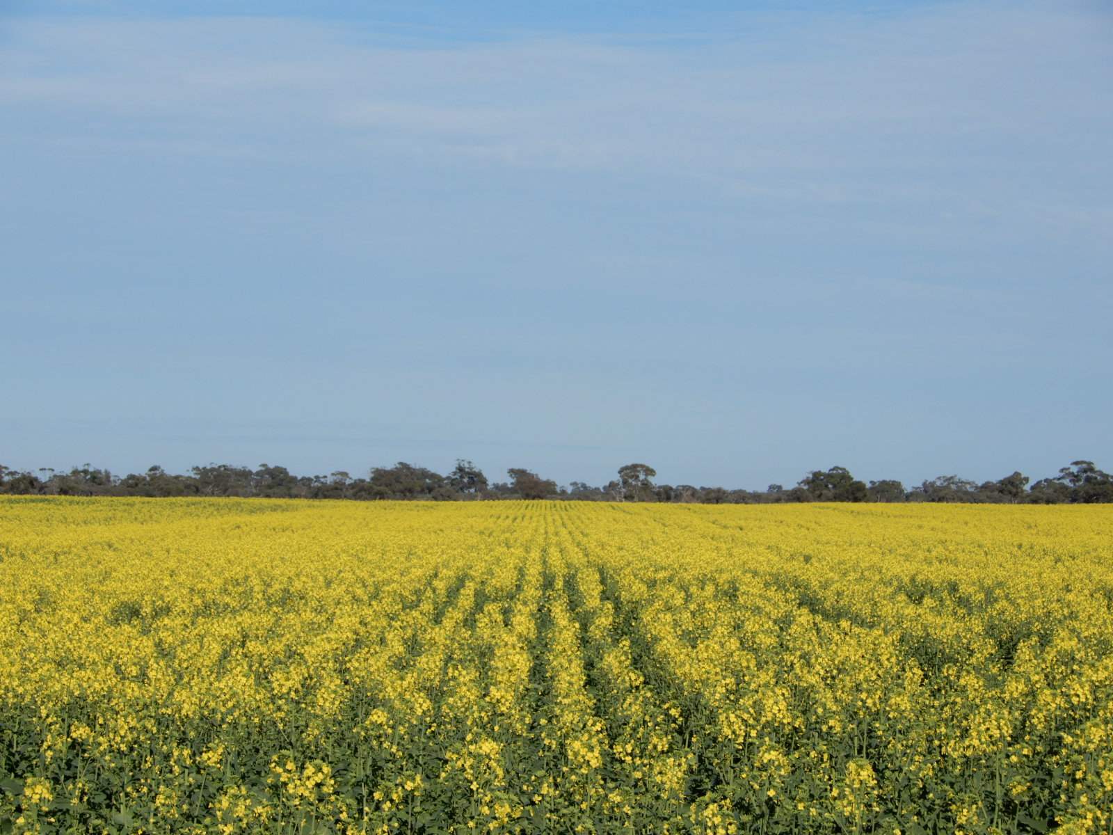 178 Homestead Road, Tintinara For Sale by Farmbuy.com - image 6