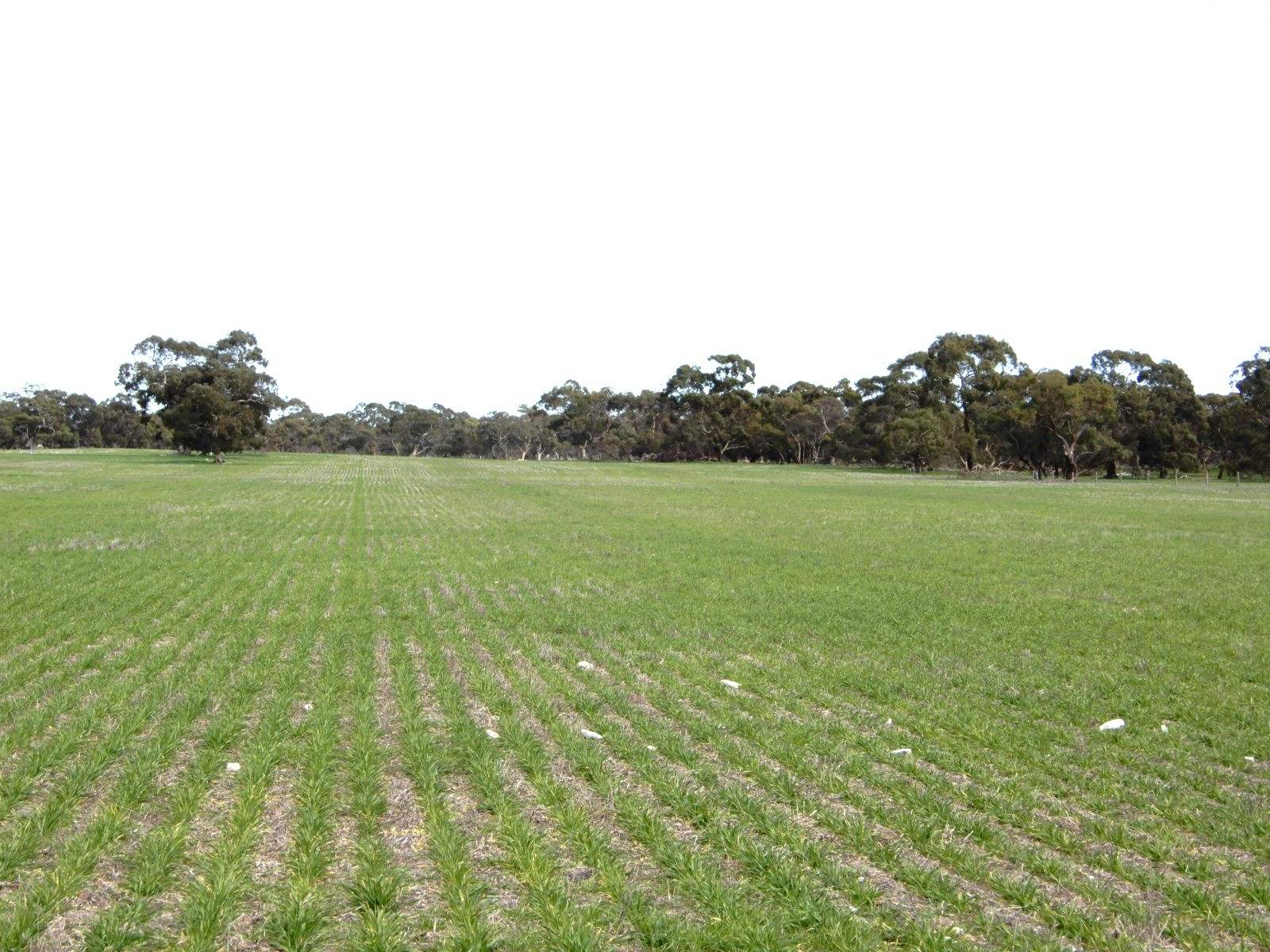 307 Emu Springs Road, Tintinara For Sale by Farmbuy.com - image 1