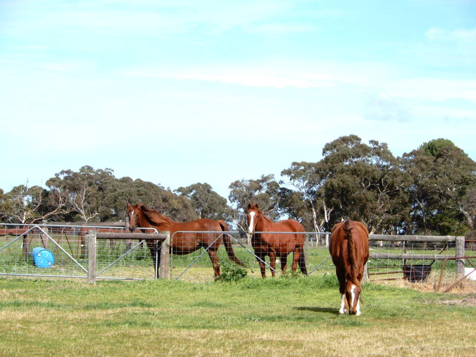 307 Emu Springs Road, Tintinara For Sale by Farmbuy.com - image 4