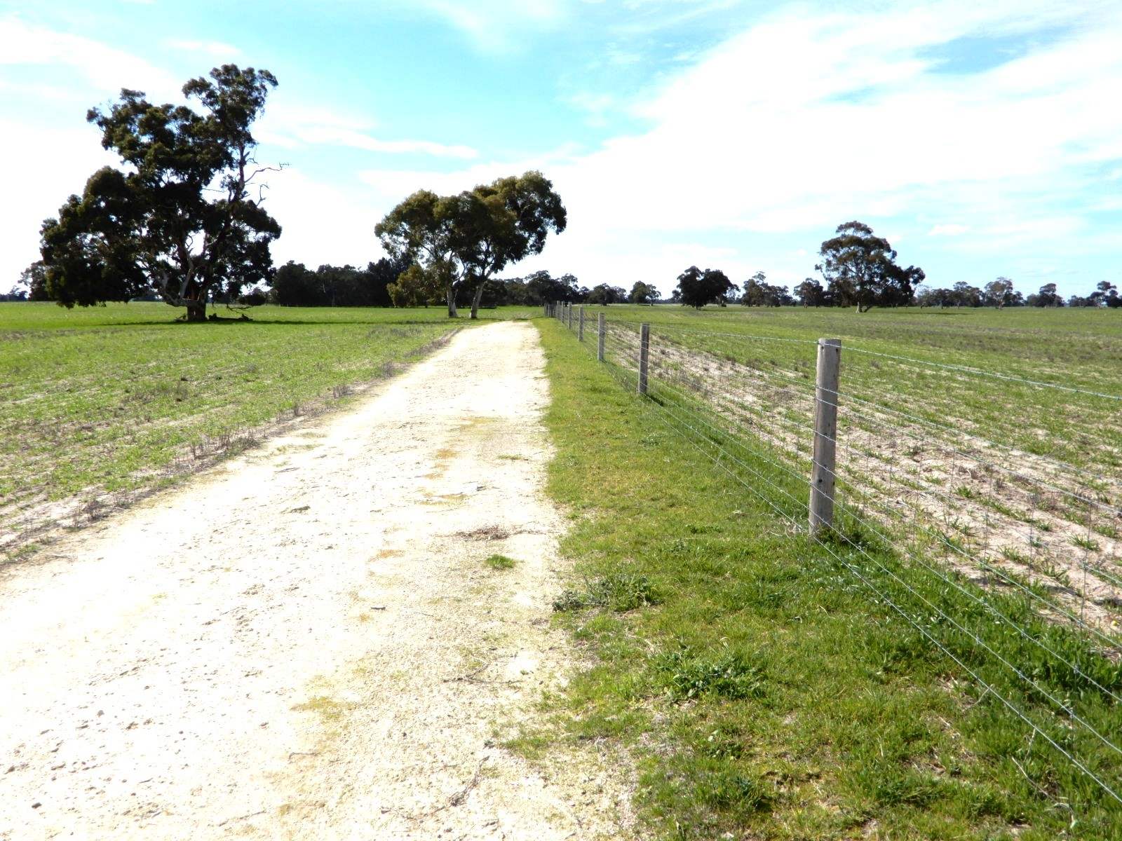 307 Emu Springs Road, Tintinara For Sale by Farmbuy.com - image 5