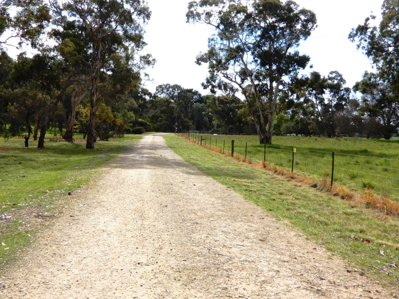 307 Emu Springs Road, Tintinara For Sale by Farmbuy.com - image 8