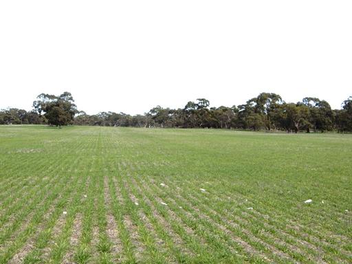 Farm For Sale - SA - Tintinara - 5266 - A Versatile Rural Holding with a Proud History 