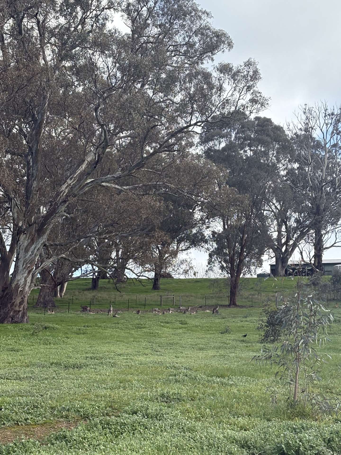 23 Bainbridge Way, Alexandra For Sale by Farmbuy.com - image 7