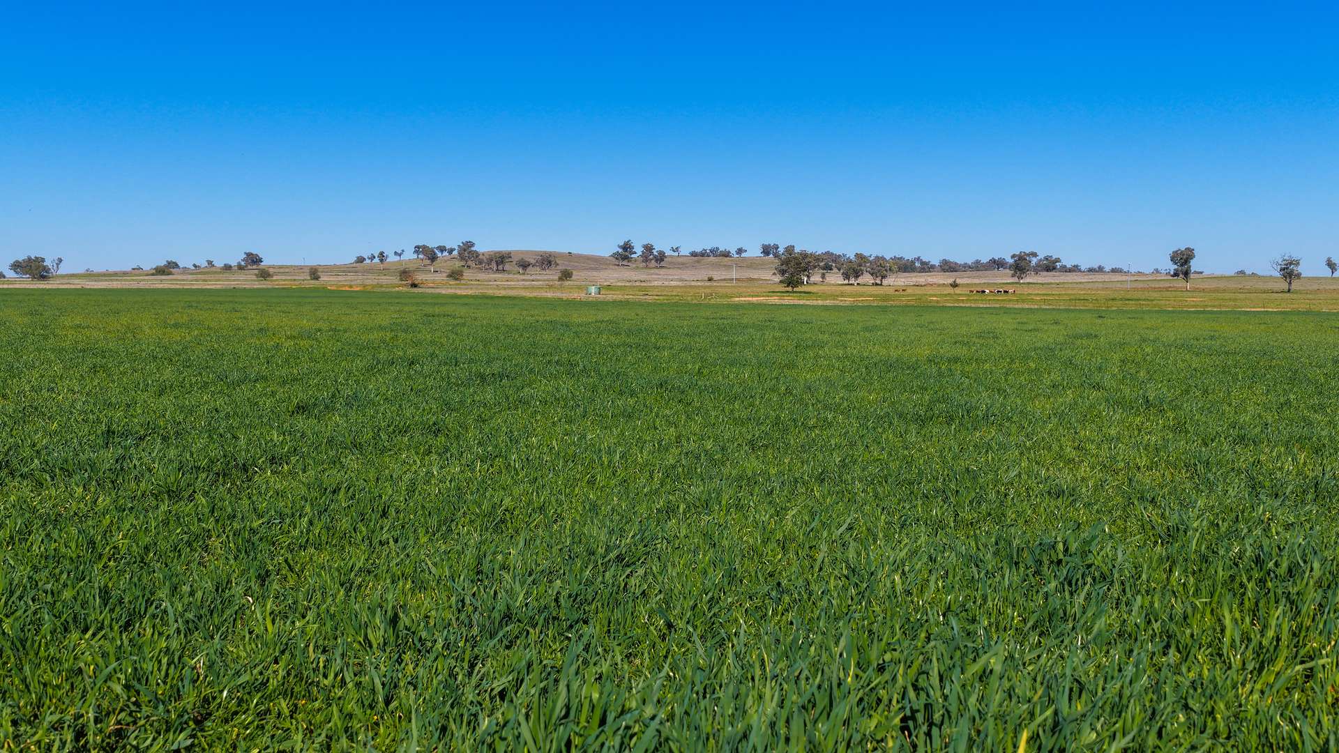 387 Soldiers Settlement Road, Tamworth Auction by Farmbuy.com - image 14