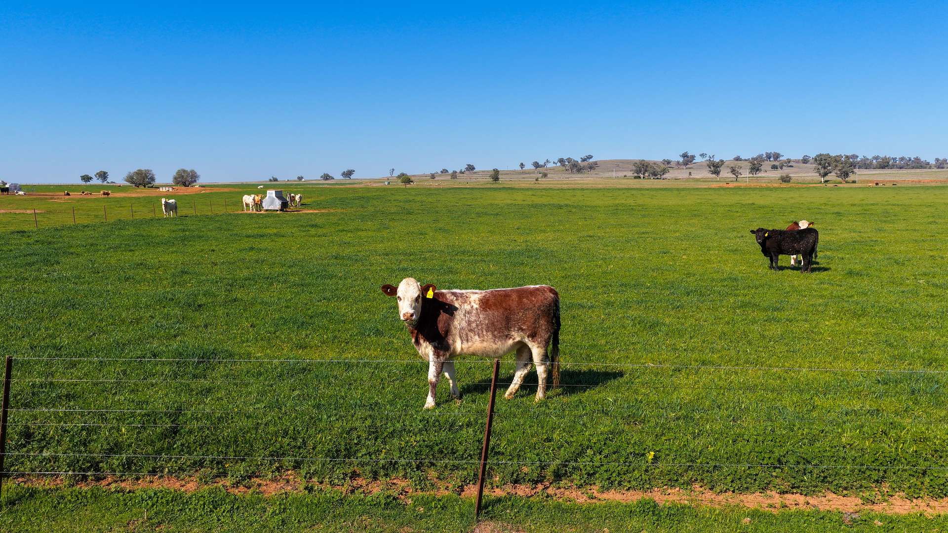 387 Soldiers Settlement Road, Tamworth Auction by Farmbuy.com - image 23