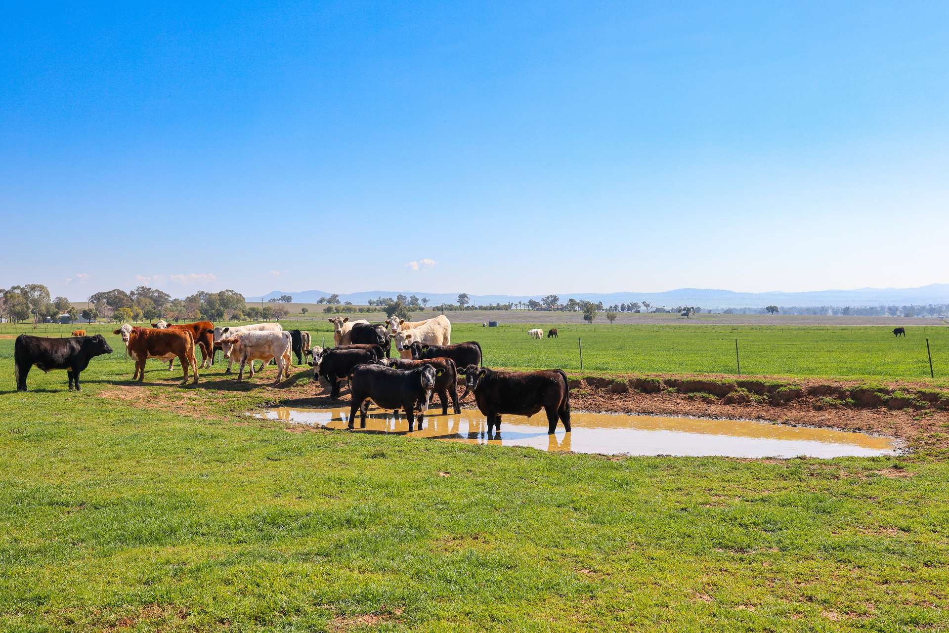 387 Soldiers Settlement Road, Tamworth Auction by Farmbuy.com - image 17