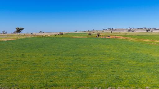 Farm Auction - NSW - Tamworth - 2340 - WELL DEVELOPED, SUPER PRODUCTIVE LIFESTYLE HOLDING 