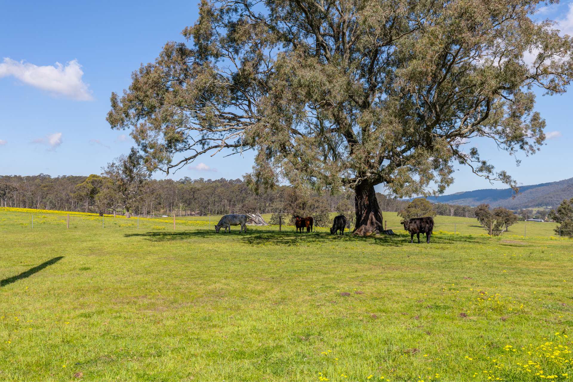 127 Horns Crossing Road, Vacy For Sale by Farmbuy.com - image 34