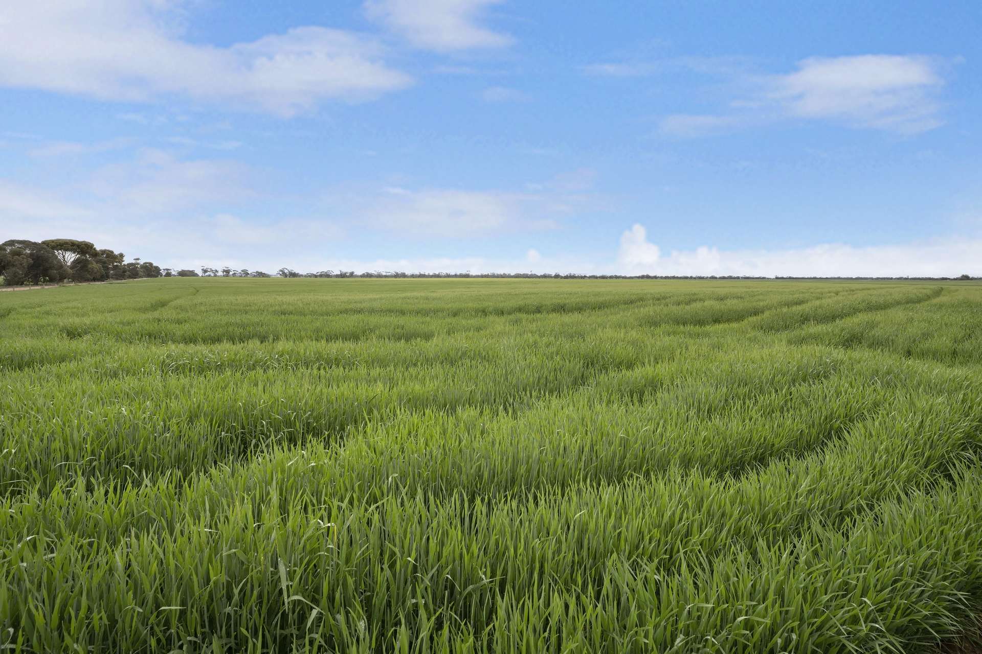 Lot 1/584 Godwins Road, Berriwillock For Sale by Farmbuy.com - image 24