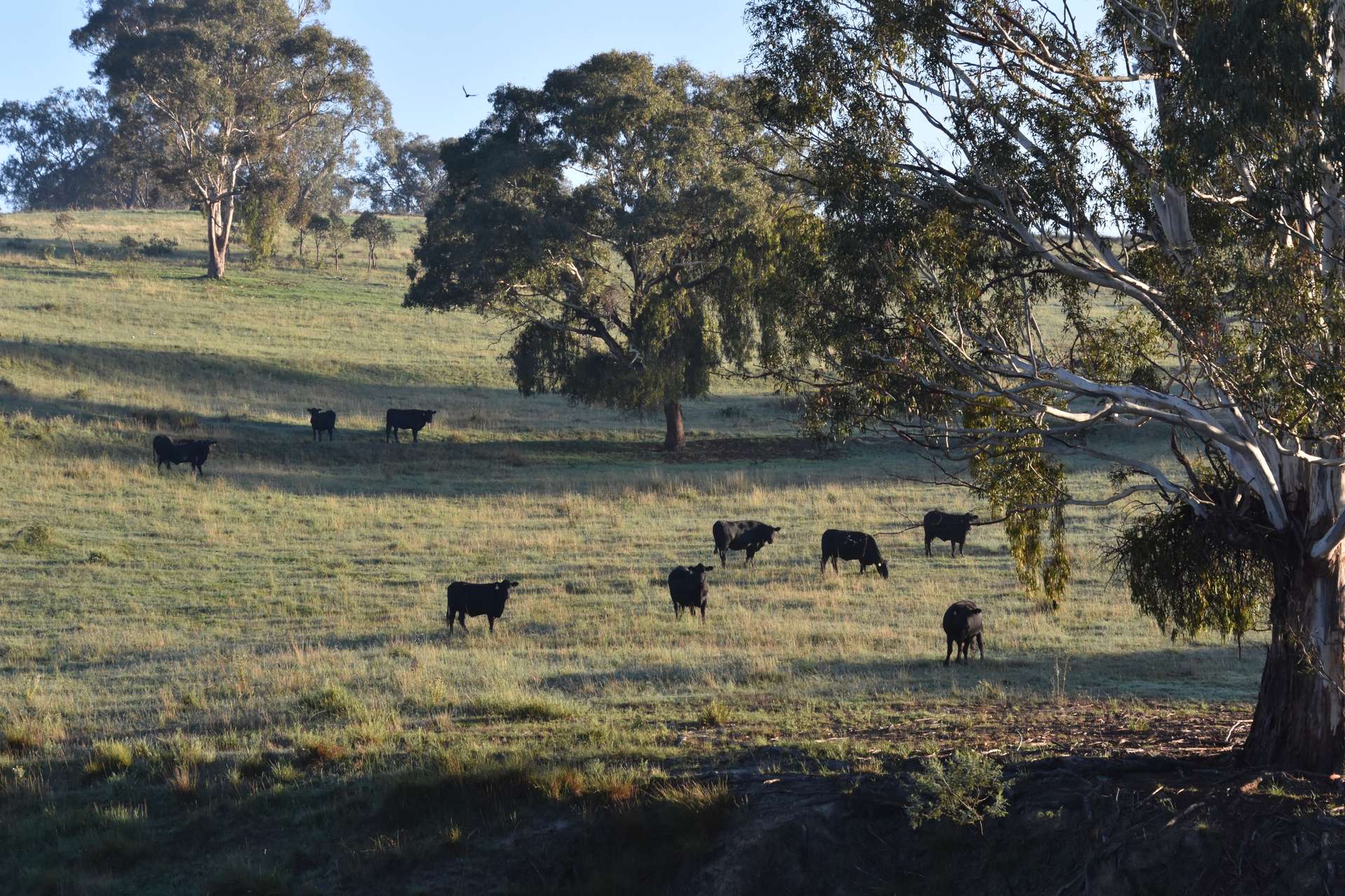 1414 Mid Western Highway, Bathurst Auction by Farmbuy.com - image 24