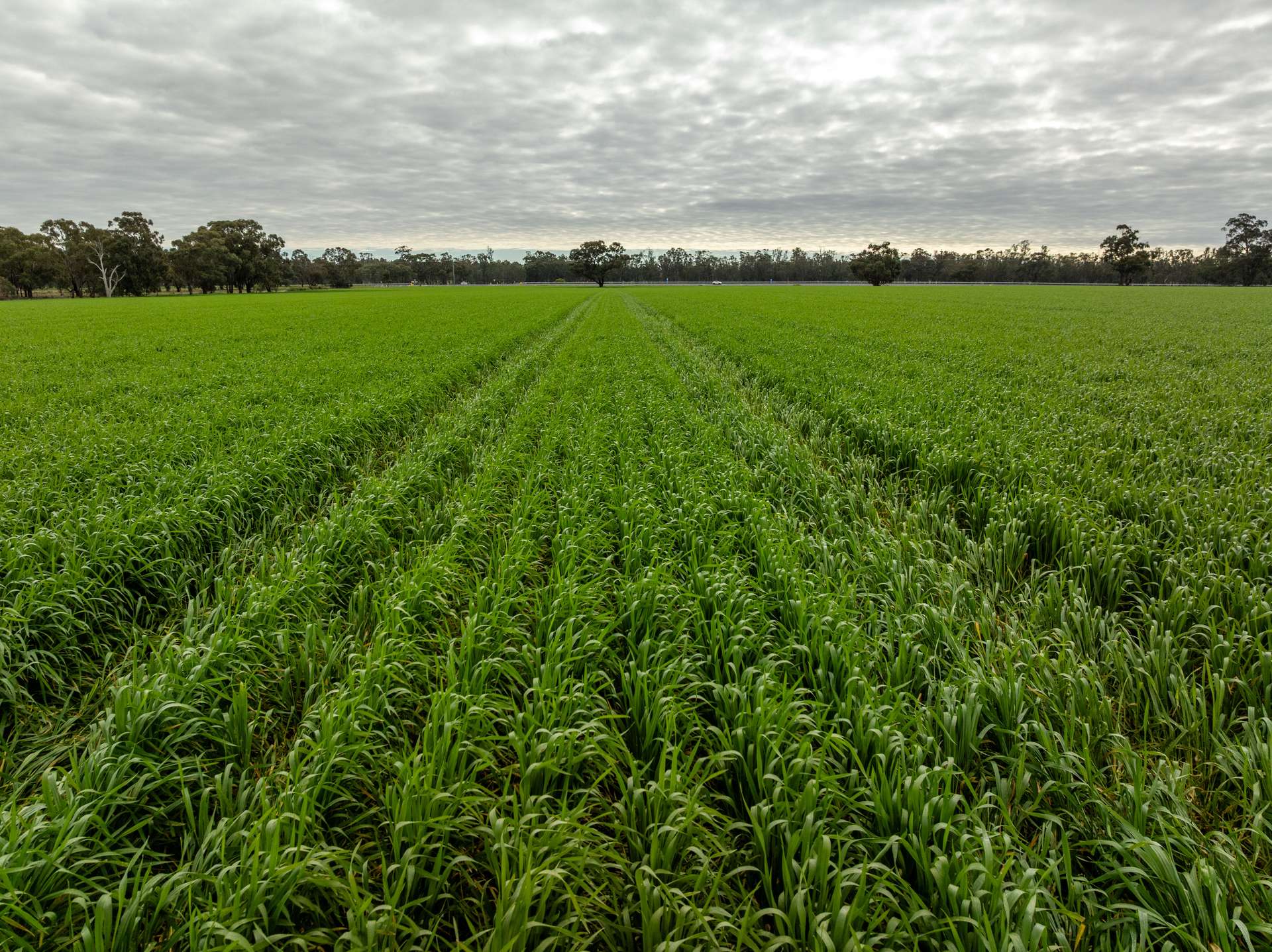 7259 Sturt Highway, Sandigo For Sale by Farmbuy.com - image 2