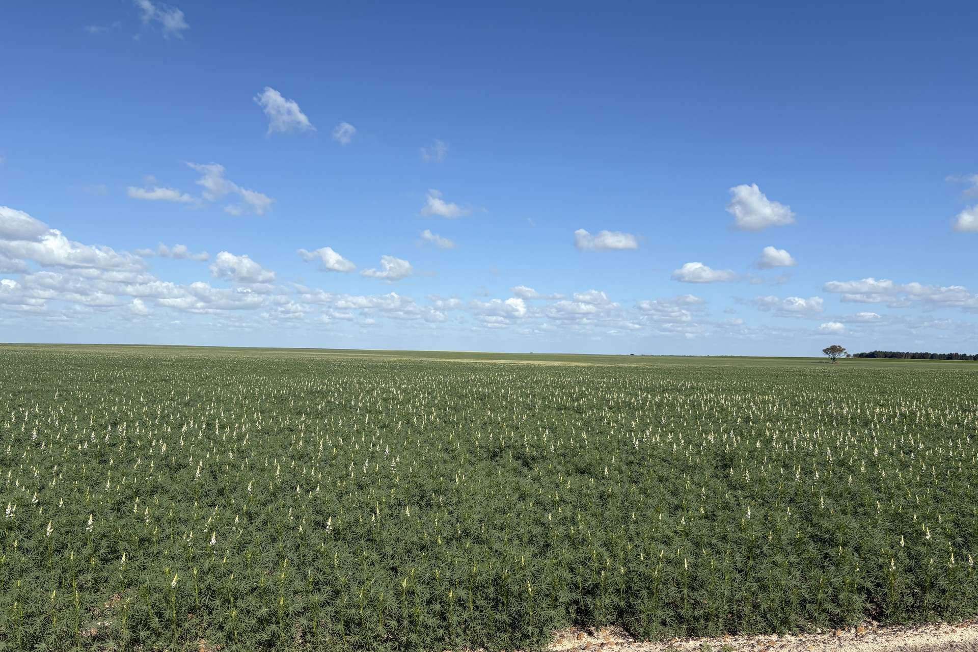 6430 Dandaragan Moora Road, Moora For Sale by Farmbuy.com - image 11