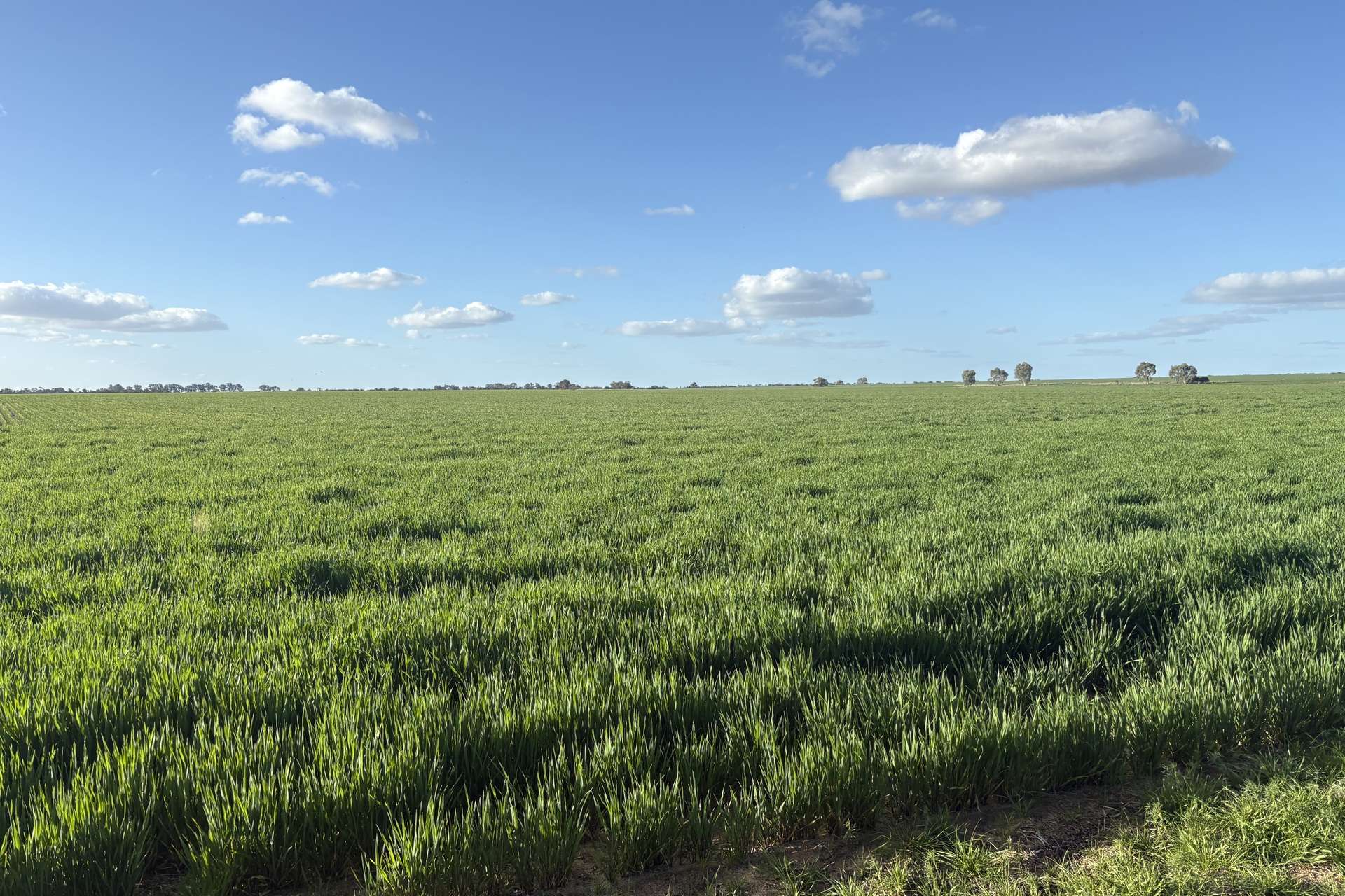 6430 Dandaragan Moora Road, Moora For Sale by Farmbuy.com - image 14