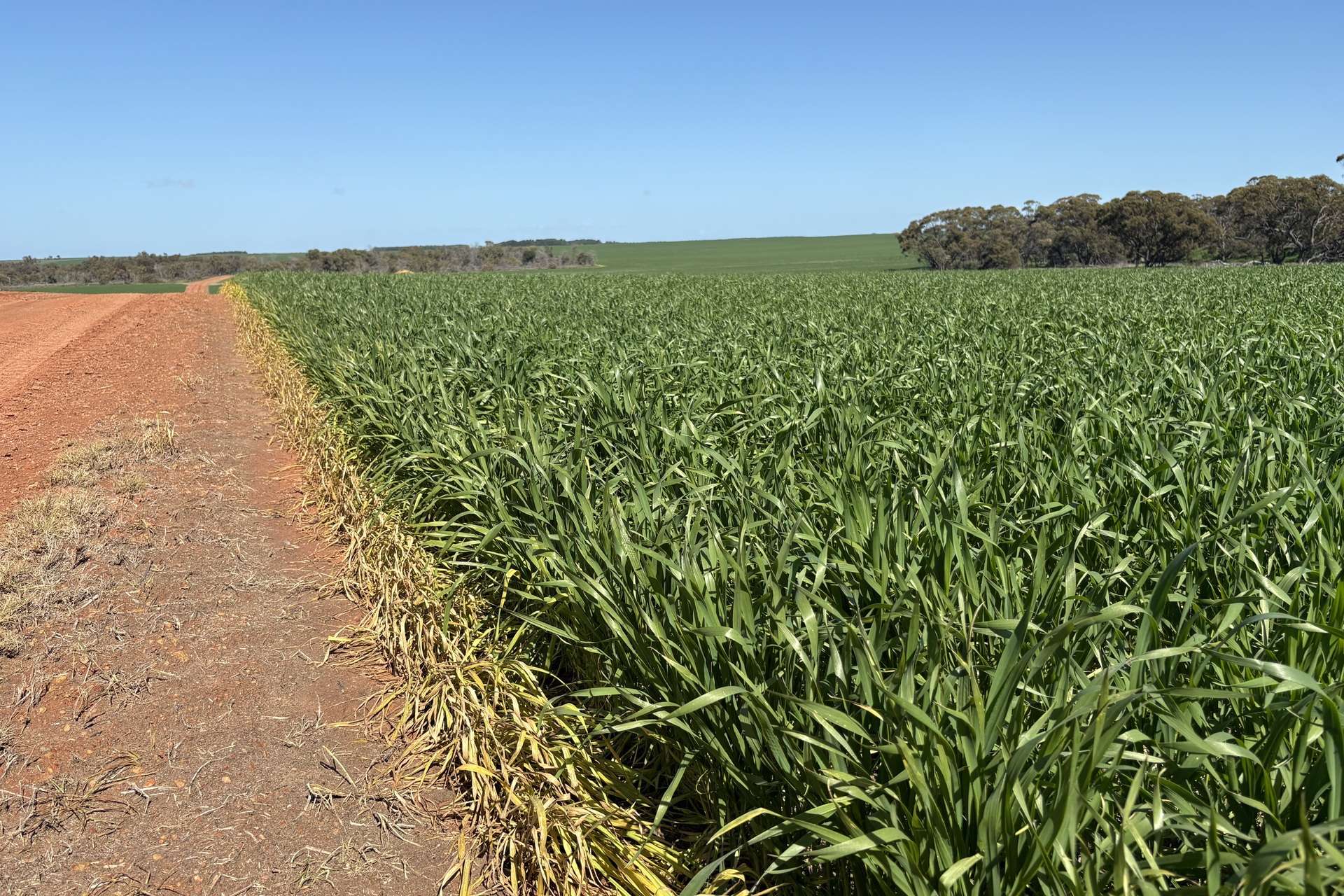 6430 Dandaragan Moora Road, Moora For Sale by Farmbuy.com - image 8