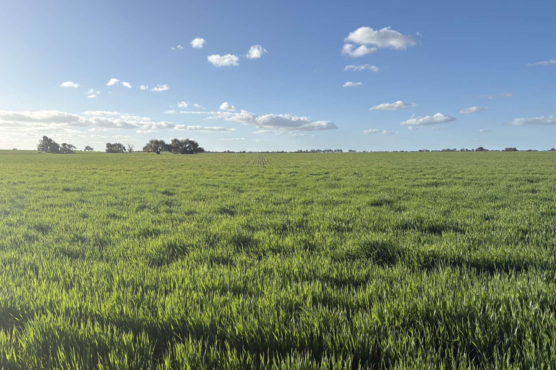 6430 Dandaragan Moora Road, Moora For Sale by Farmbuy.com - image 15