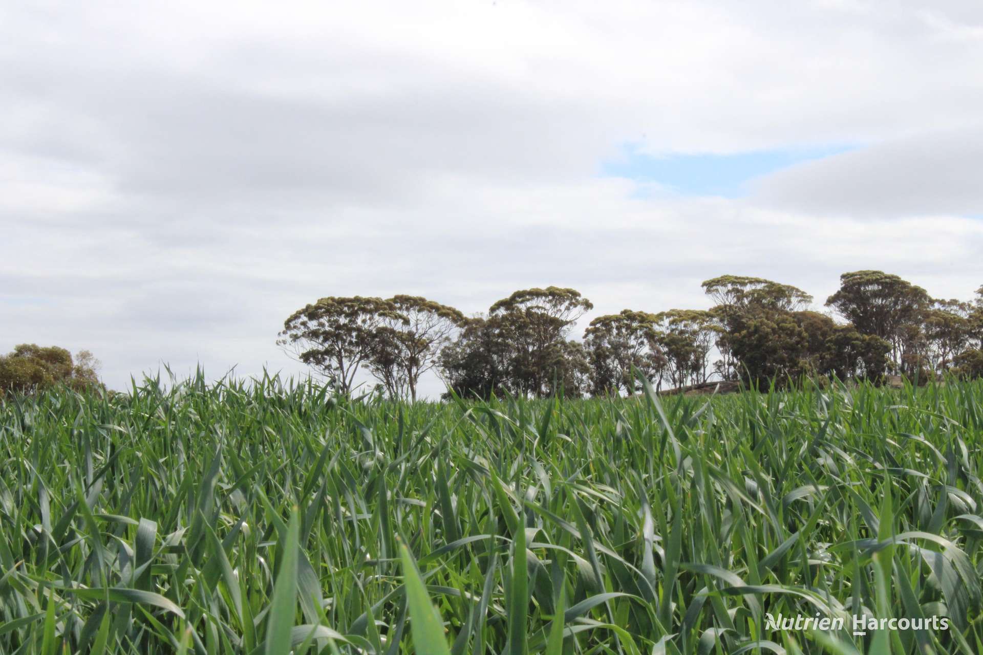 Lot 4031 Jackadine Farm, Pingelly For Sale by Farmbuy.com - image 12