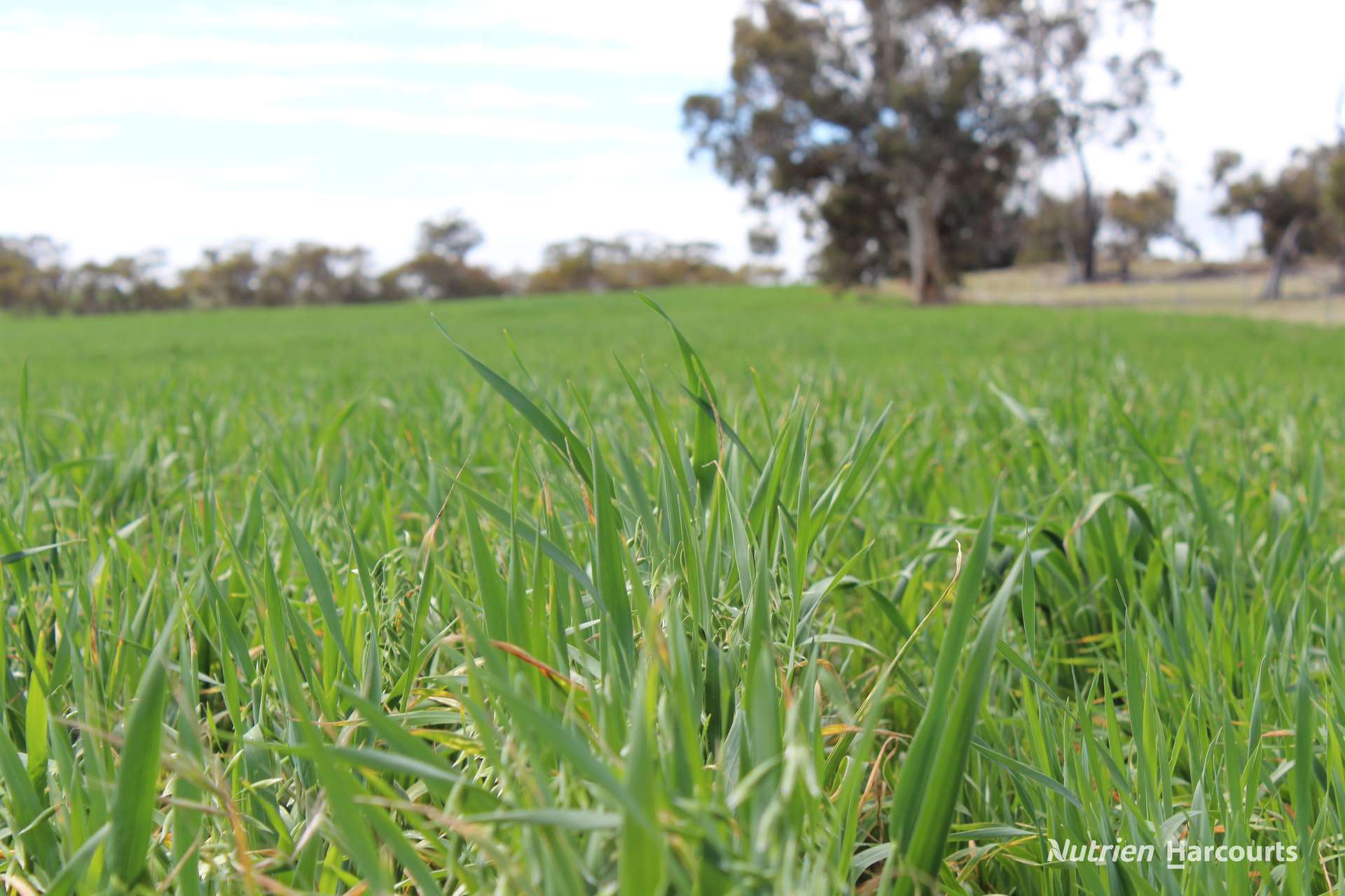 Lot 4031 Jackadine Farm, Pingelly For Sale by Farmbuy.com - image 9