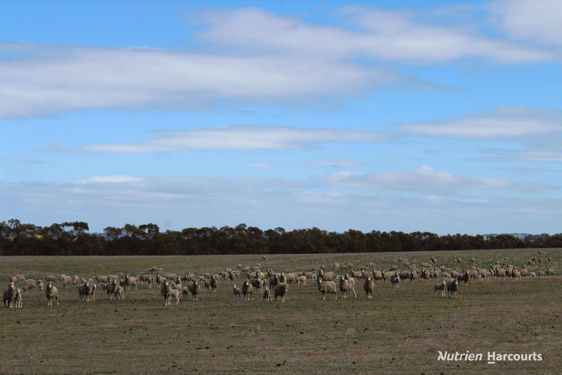 Lot 4031 Jackadine Farm, Pingelly For Sale by Farmbuy.com - image 14