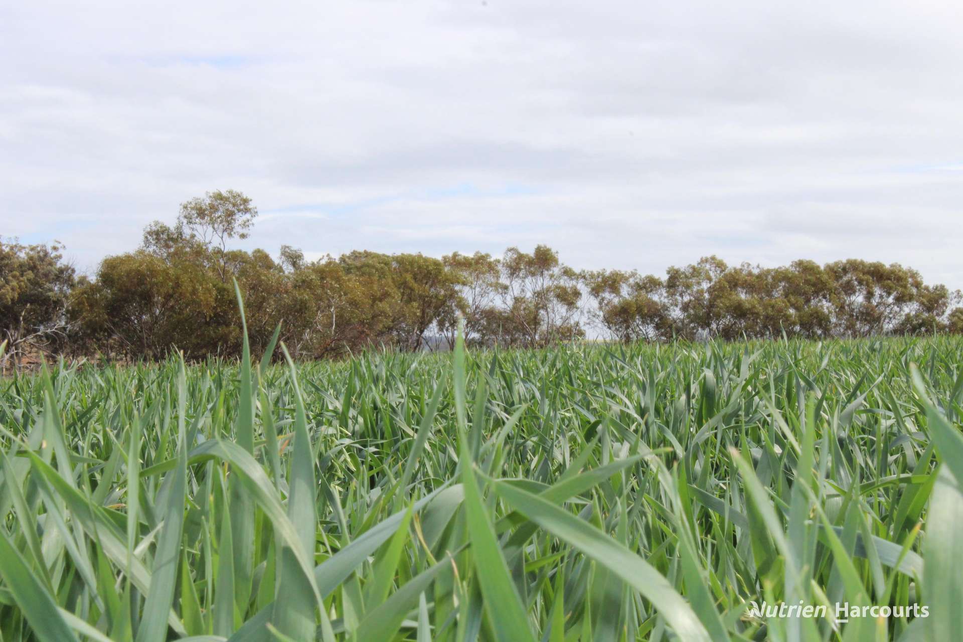 Lot 4031 Jackadine Farm, Pingelly For Sale by Farmbuy.com - image 6