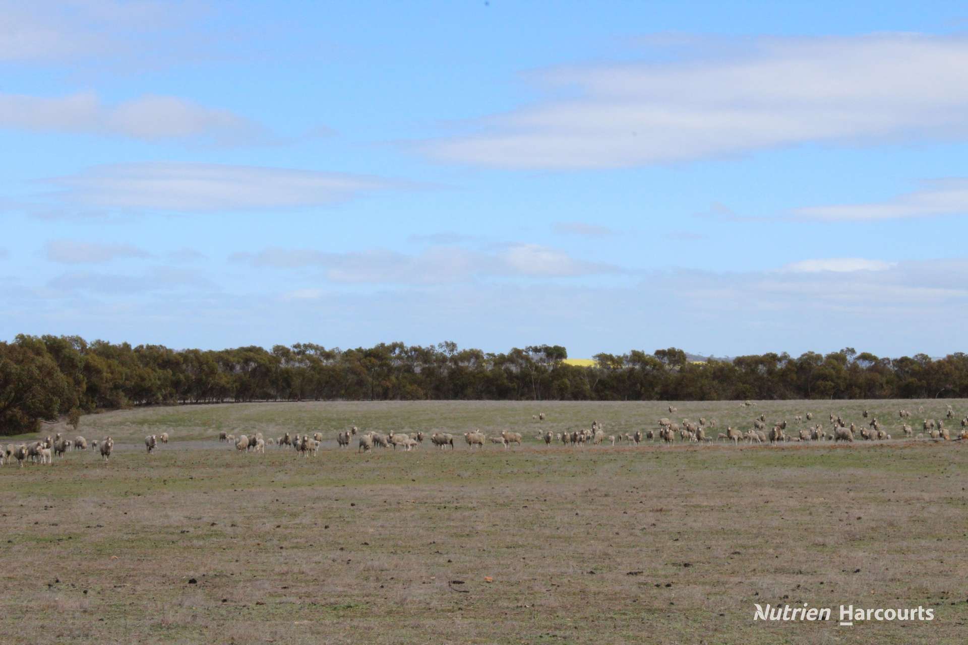 Lot 4031 Jackadine Farm, Pingelly For Sale by Farmbuy.com - image 8