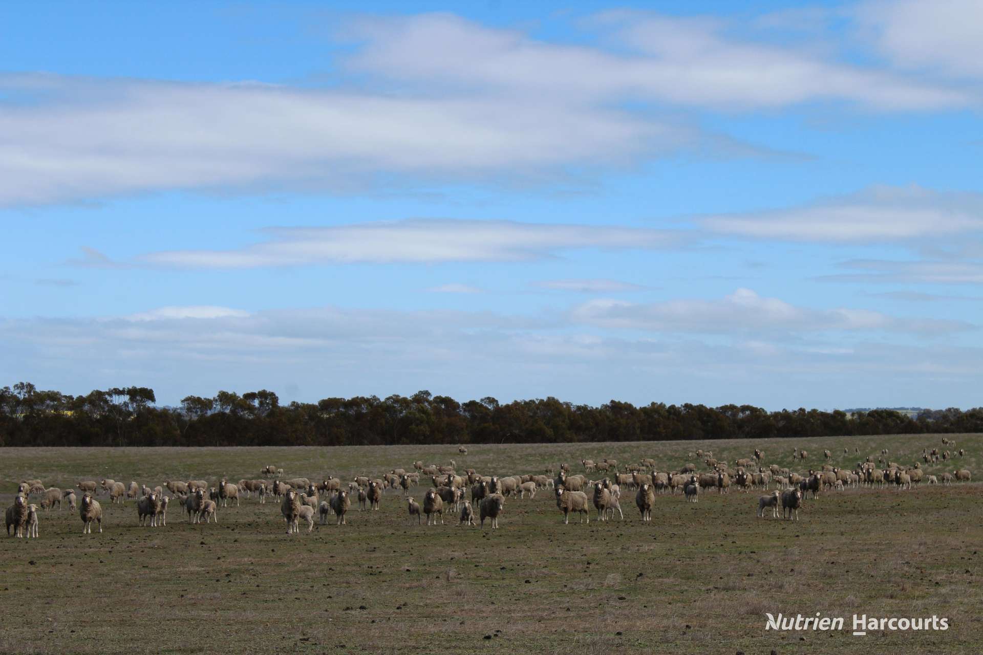 Lot 4031 Jackadine Farm, Pingelly For Sale by Farmbuy.com - image 2