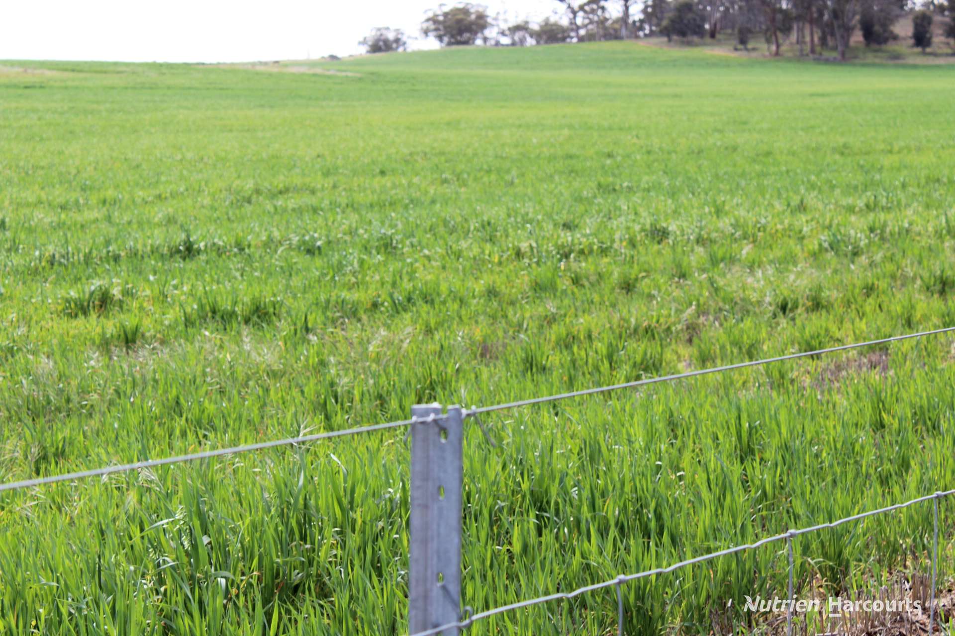 Lot 4031 Jackadine Farm, Pingelly For Sale by Farmbuy.com - image 4