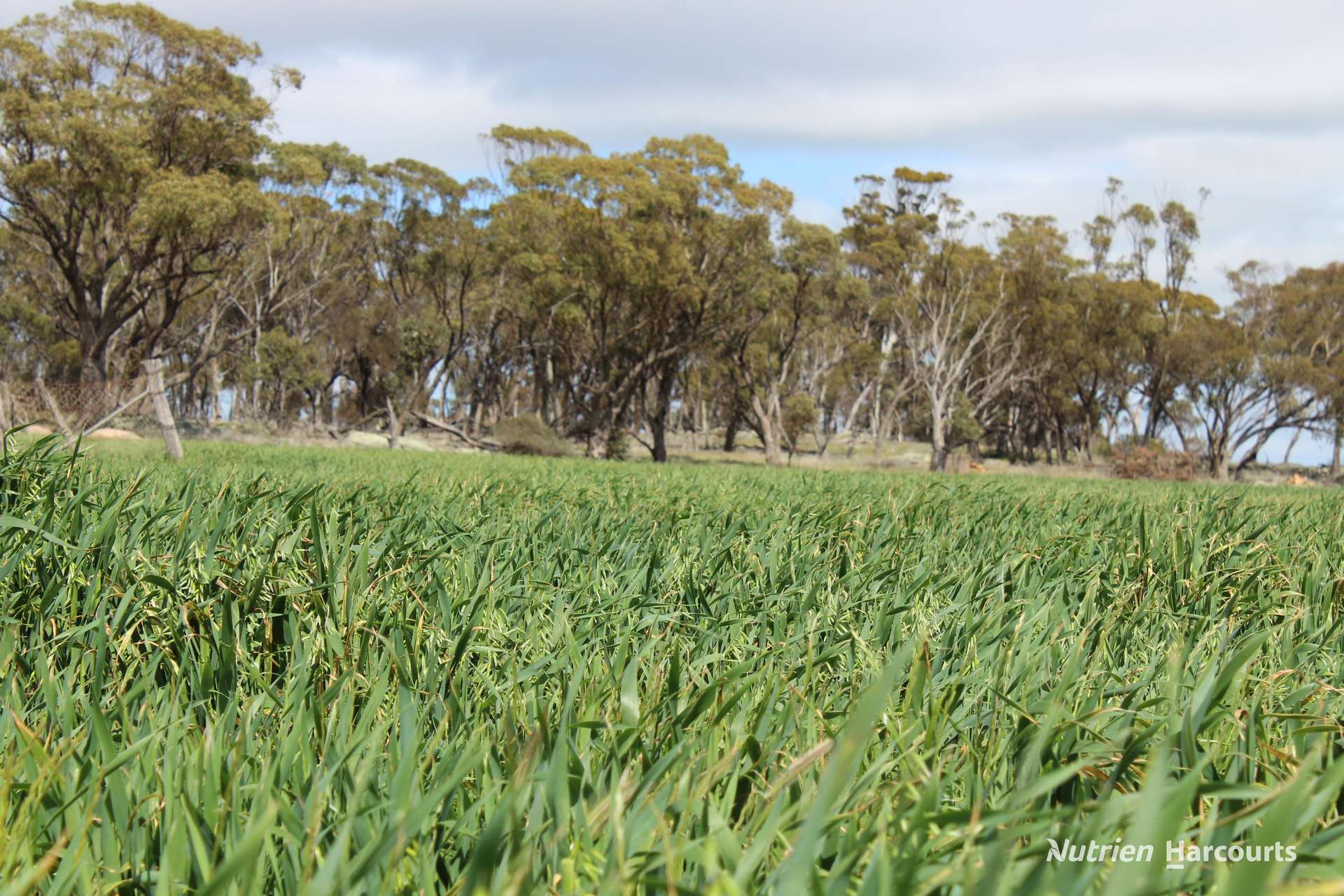Lot 4031 Jackadine Farm, Pingelly For Sale by Farmbuy.com - image 11