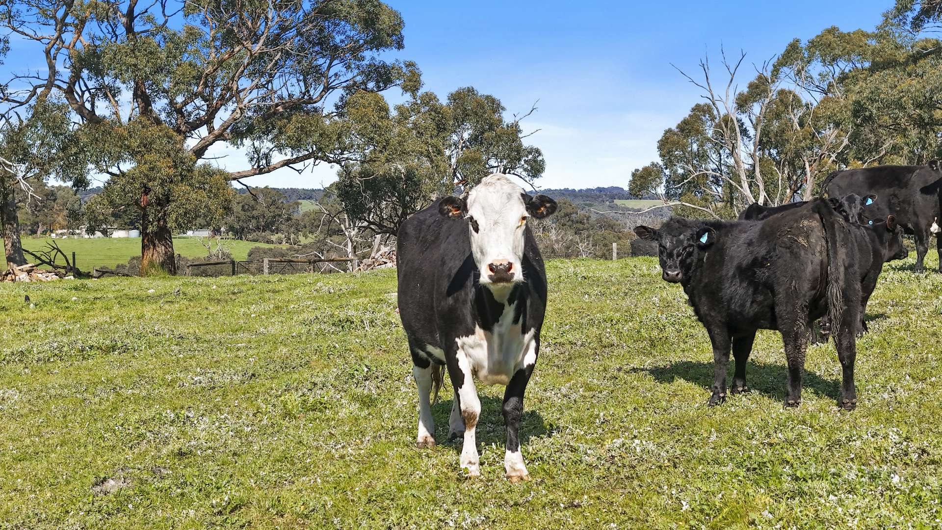 56 Kingsway Road, Kuitpo For Sale by Farmbuy.com - image 32