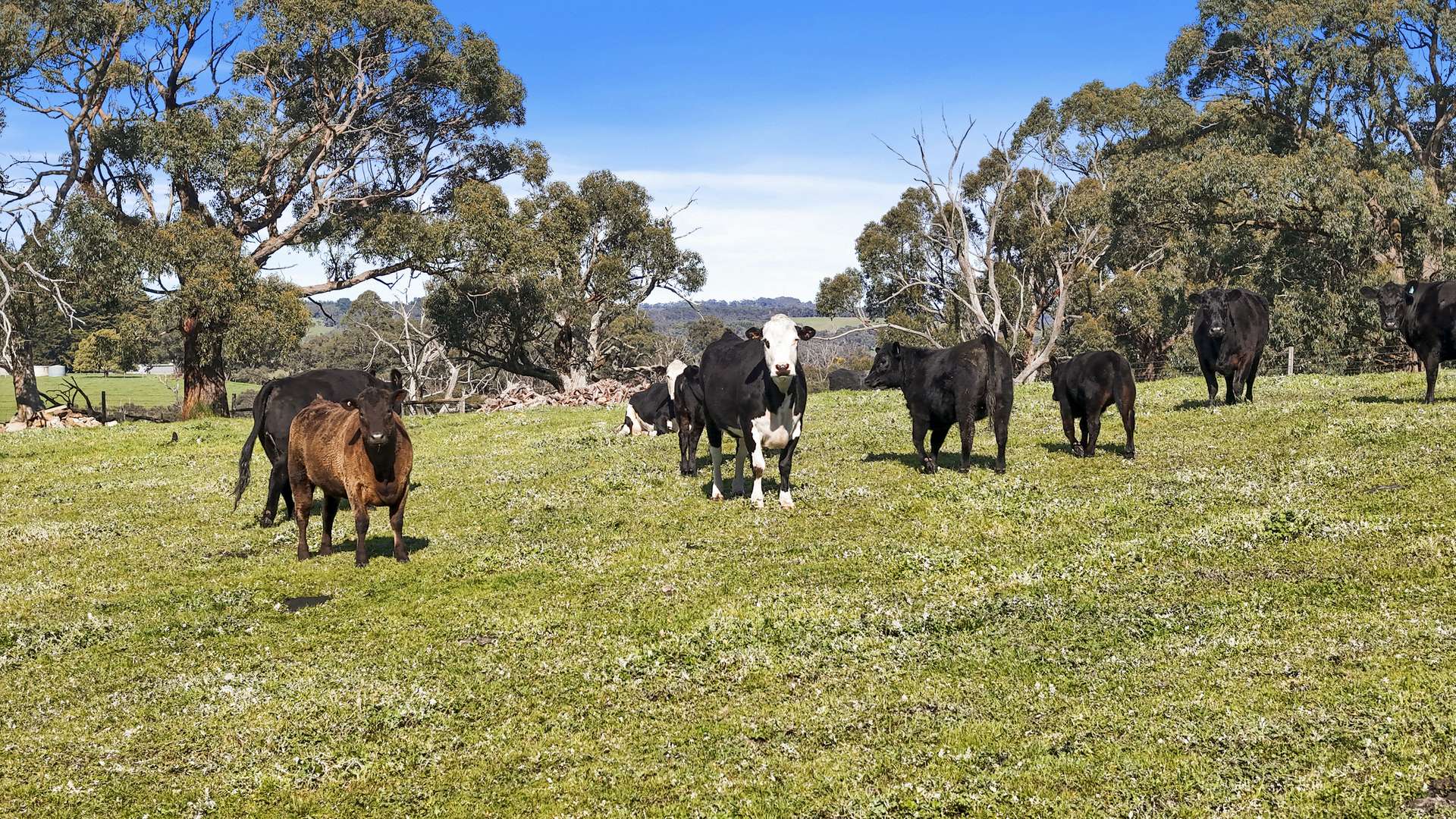 56 Kingsway Road, Kuitpo For Sale by Farmbuy.com - image 29