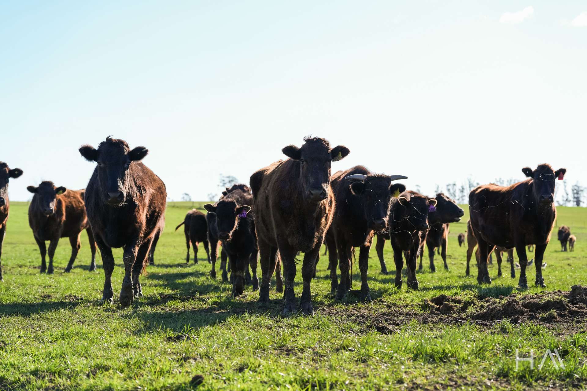 709 Illawarra Road, Longford For Sale by Farmbuy.com - image 27