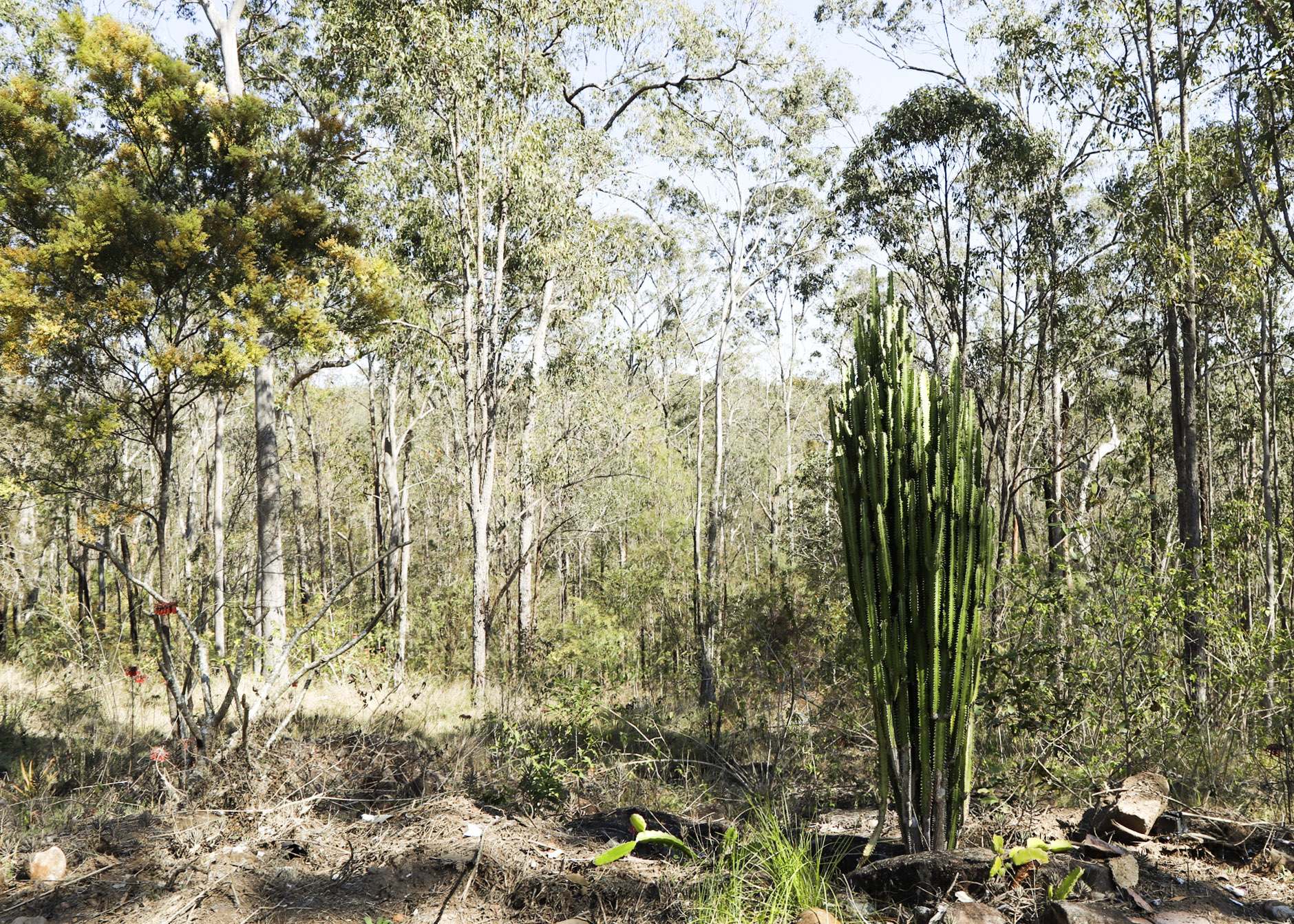 853 Ramornie Station Road, Ramornie For Sale by Farmbuy.com - image 5