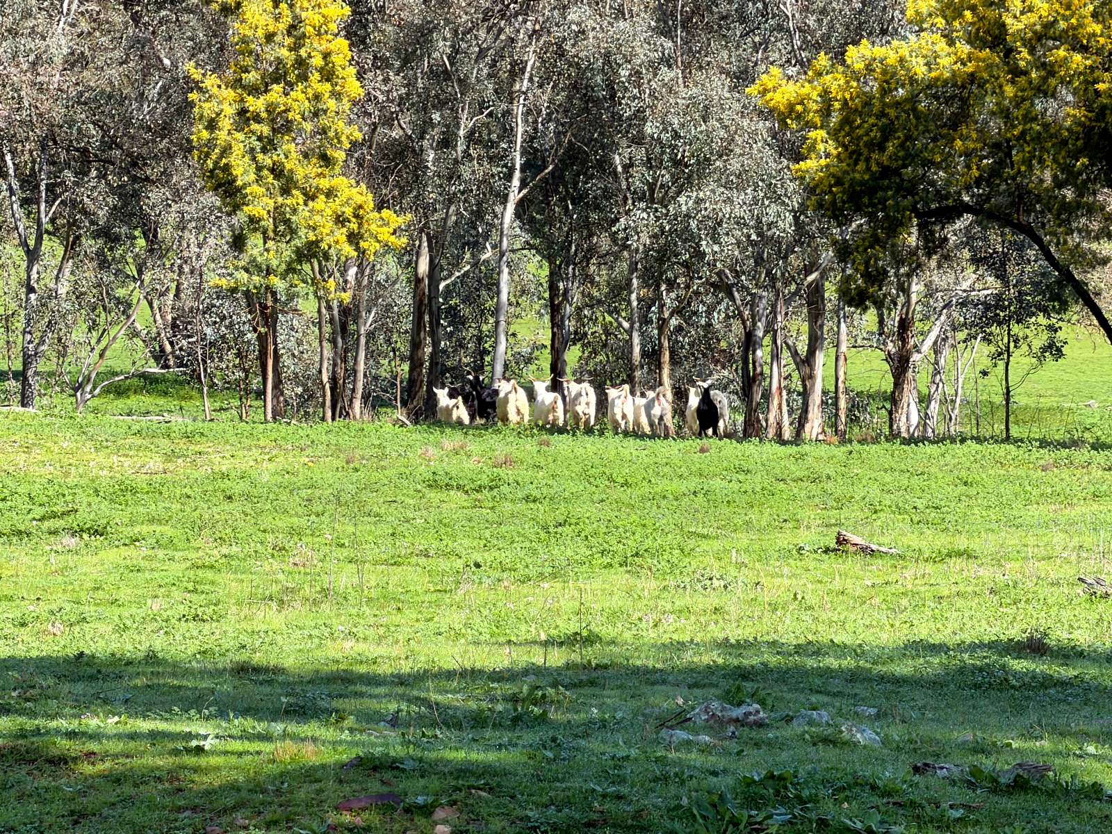 223 Rodwells Road, Murga For Sale by Farmbuy.com - image 31
